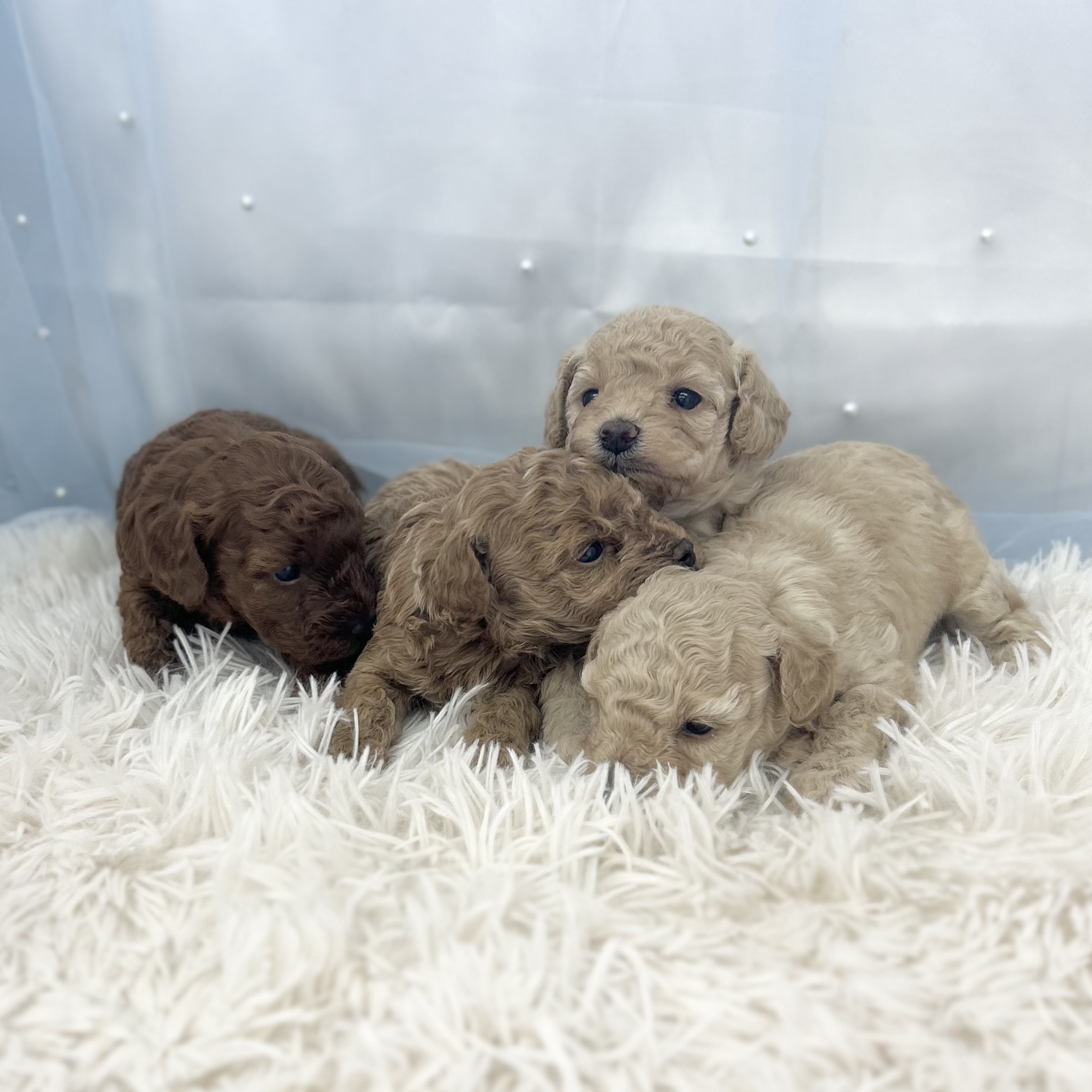 愛知県のトイプードル(トイ) (ファミリーペット豊明店/2026年1月7日生まれ/女の子/アプリコット)の子猫の2枚目の画像