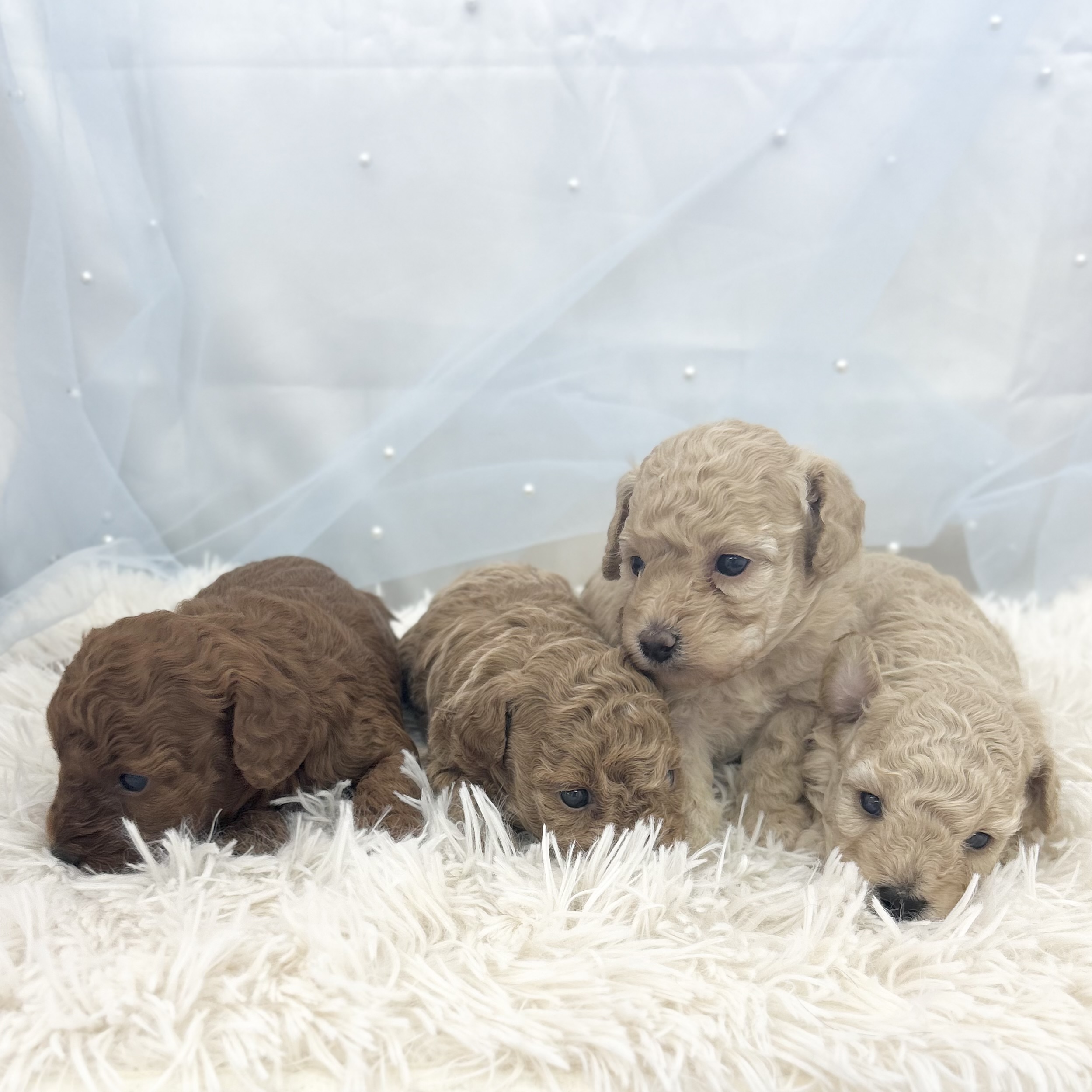 愛知県のトイプードル(トイ) (ファミリーペット豊明店/2026年1月7日生まれ/女の子/アプリコット)の子猫の3枚目の画像