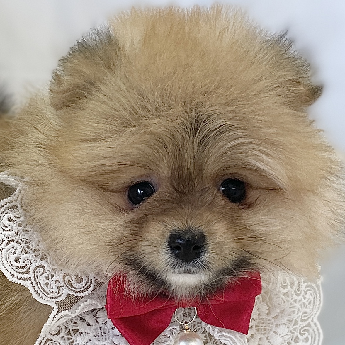 愛知県のポメラニアン (ファミリーペット豊明店/2025年11月30日生まれ/男の子/オレンジ)の子猫の1枚目の画像