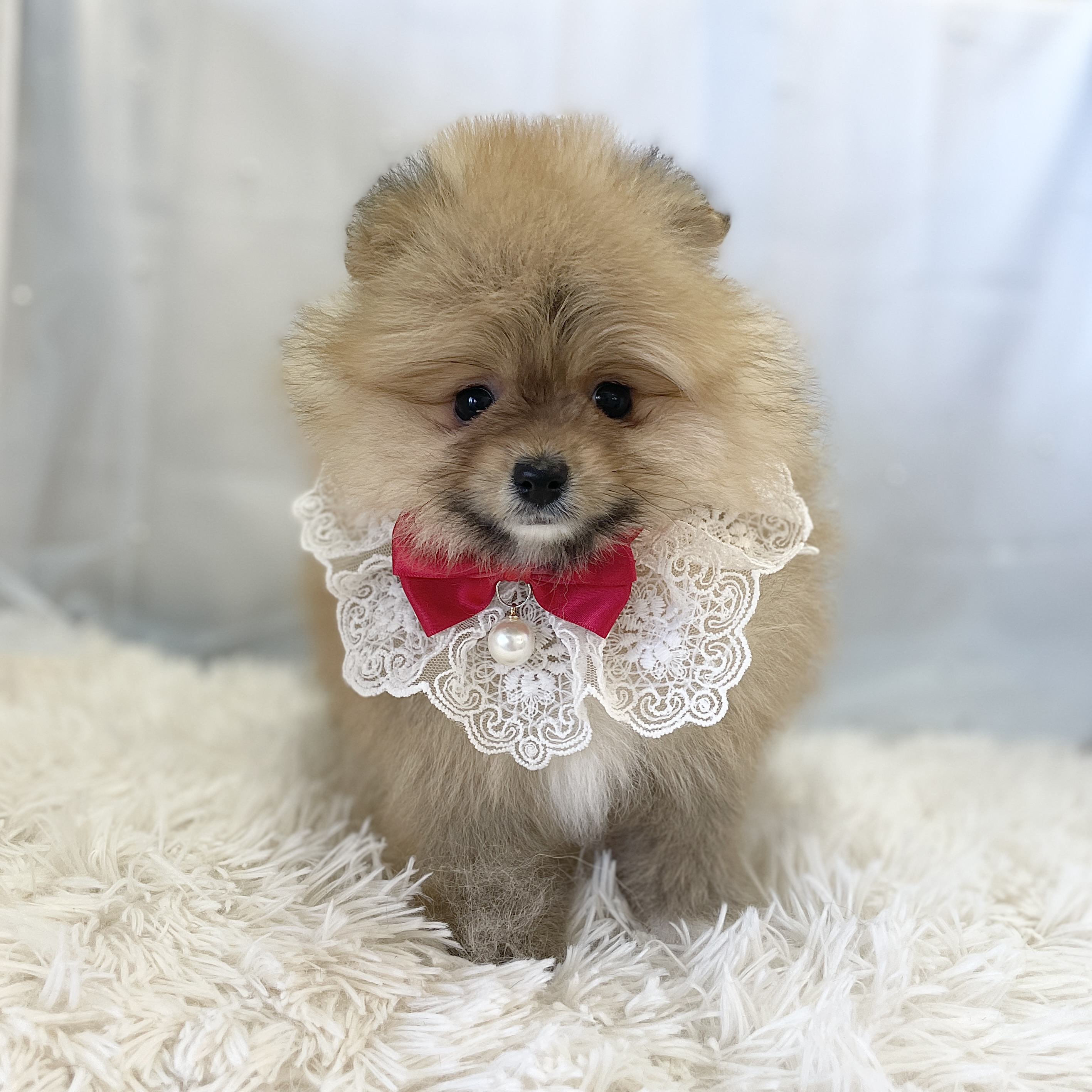 愛知県のポメラニアン (ファミリーペット豊明店/2025年11月30日生まれ/男の子/オレンジ)の子猫の2枚目の画像