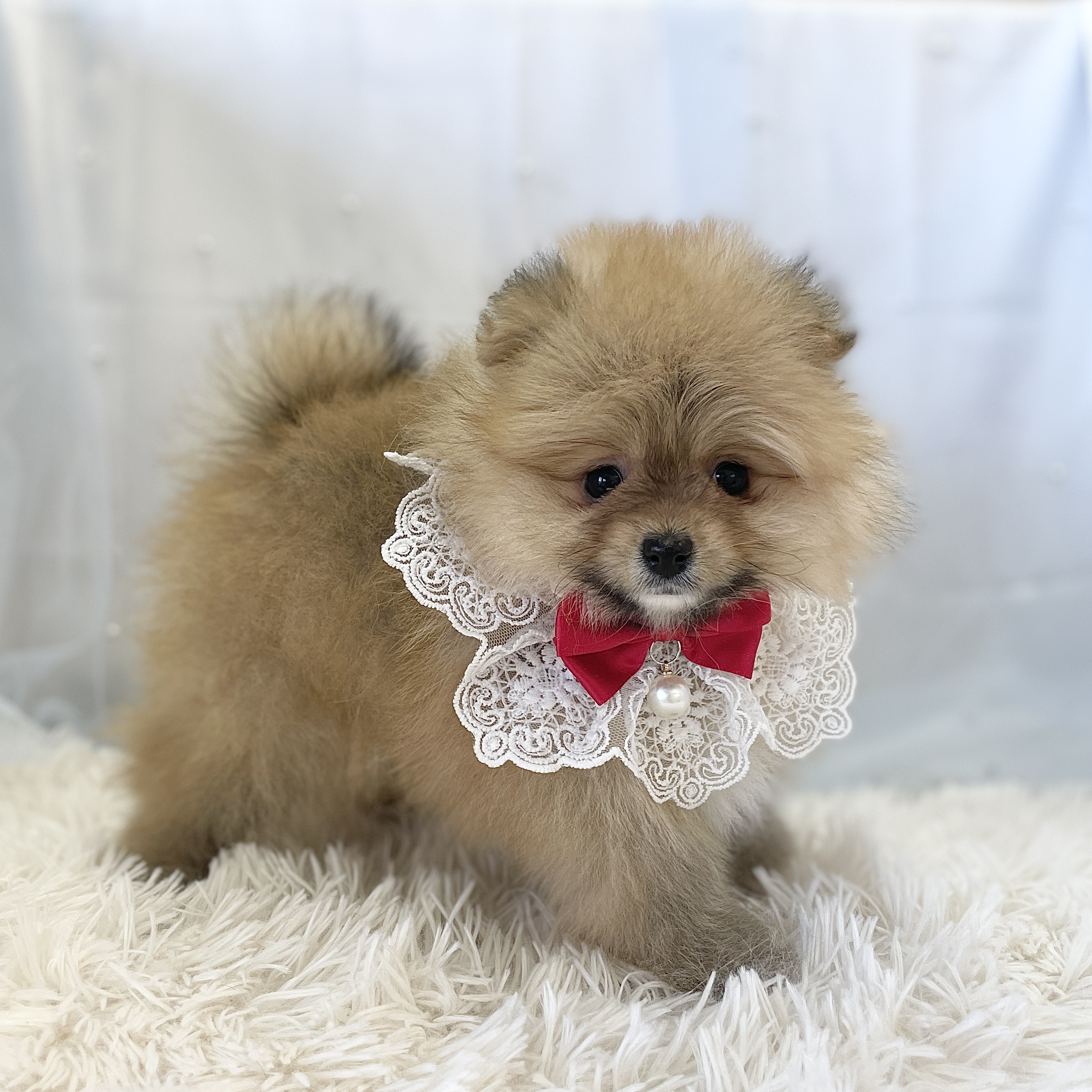 愛知県のポメラニアン (ファミリーペット豊明店/2025年11月30日生まれ/男の子/オレンジ)の子猫の3枚目の画像