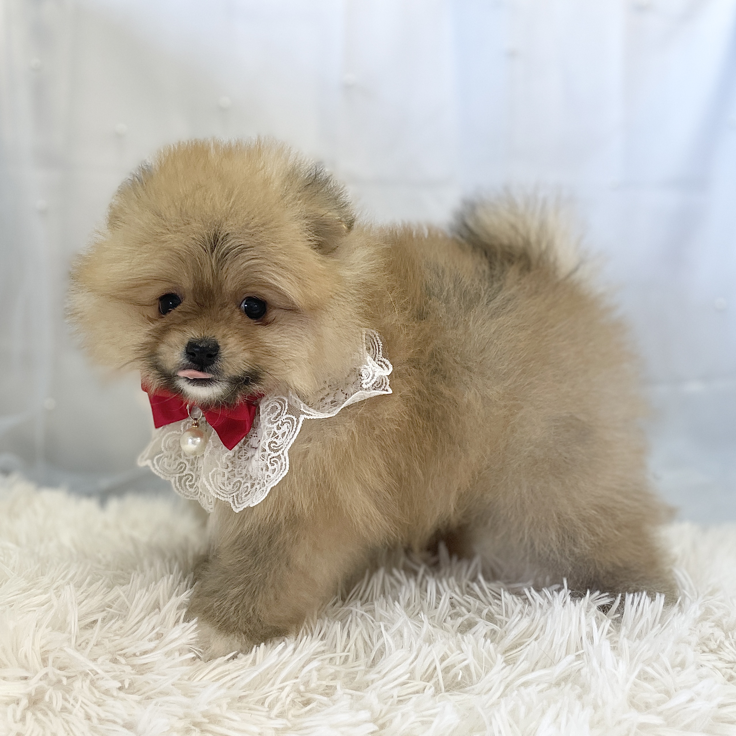 愛知県のポメラニアン (ファミリーペット豊明店/2025年11月30日生まれ/男の子/オレンジ)の子猫の4枚目の画像