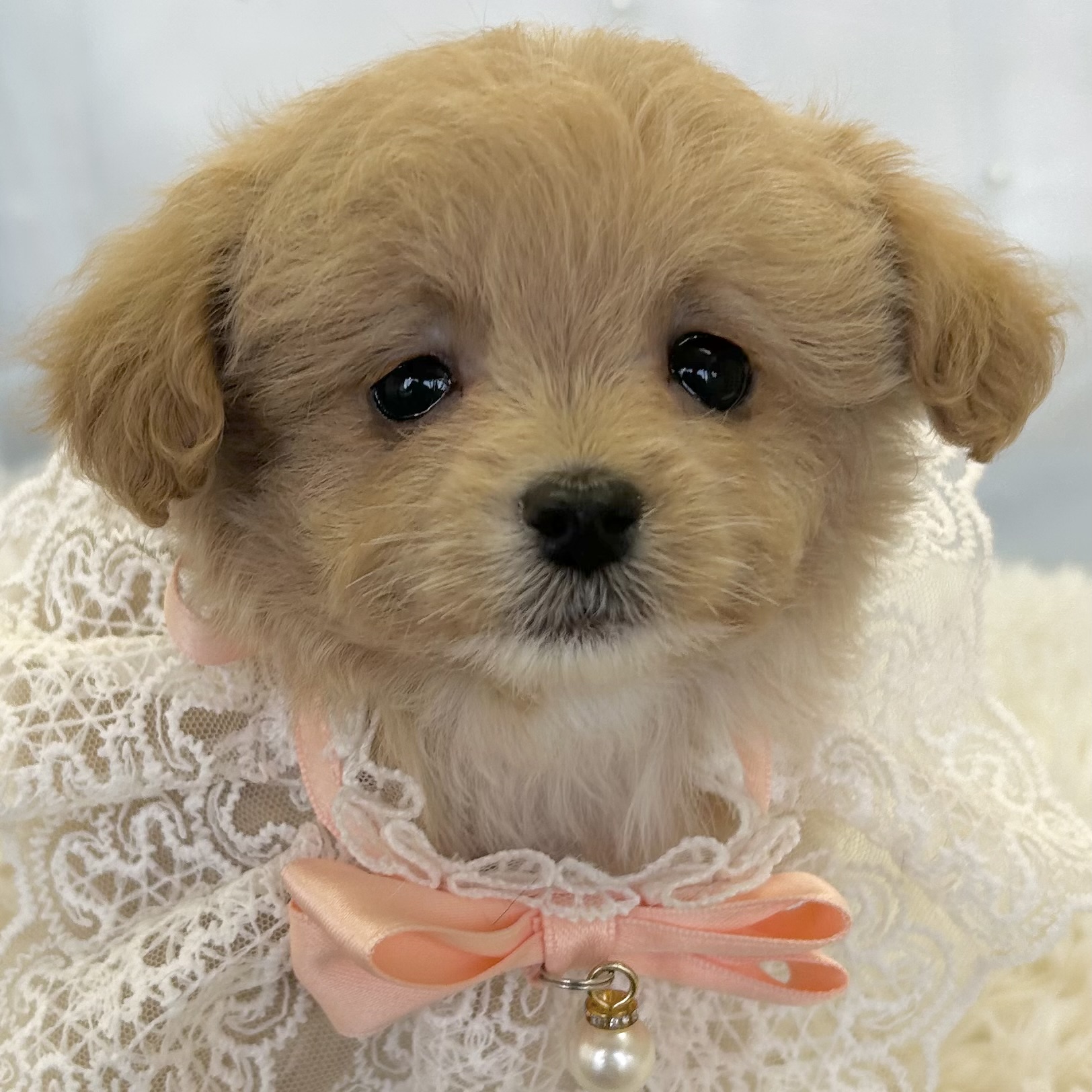 愛知県のハーフ犬・ミックス犬 (ファミリーペット豊明店/2025年11月25日生まれ/女の子/クリームホワイト)の子猫の1枚目の画像