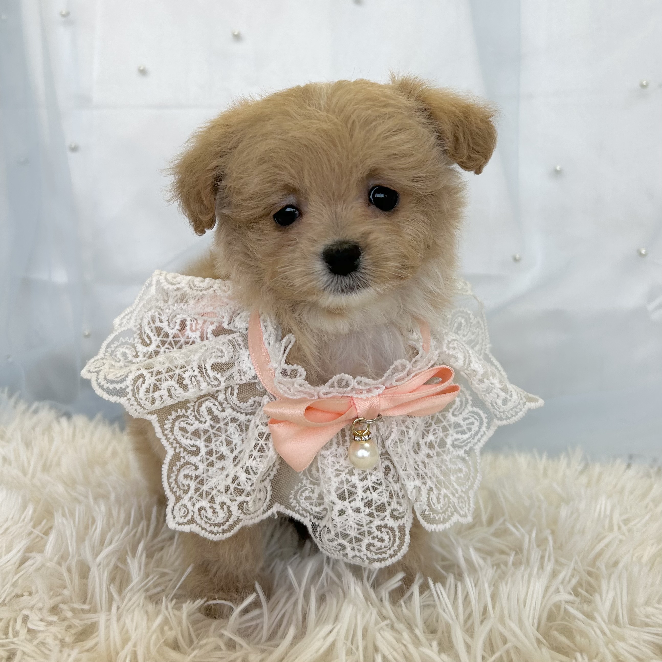 愛知県のハーフ犬・ミックス犬 (ファミリーペット豊明店/2025年11月25日生まれ/女の子/クリームホワイト)の子猫の2枚目の画像