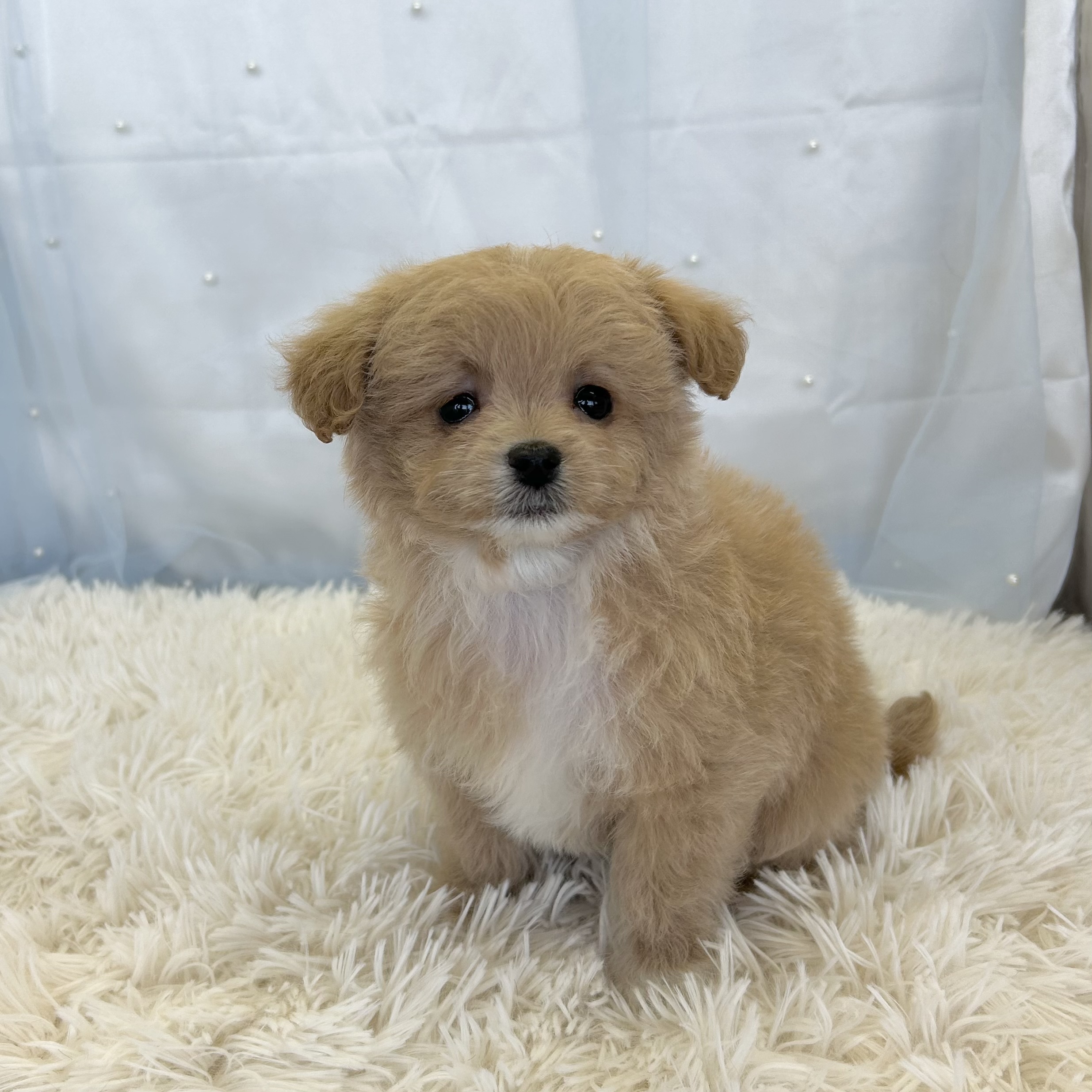 愛知県のハーフ犬・ミックス犬 (ファミリーペット豊明店/2025年11月25日生まれ/女の子/クリームホワイト)の子猫の3枚目の画像