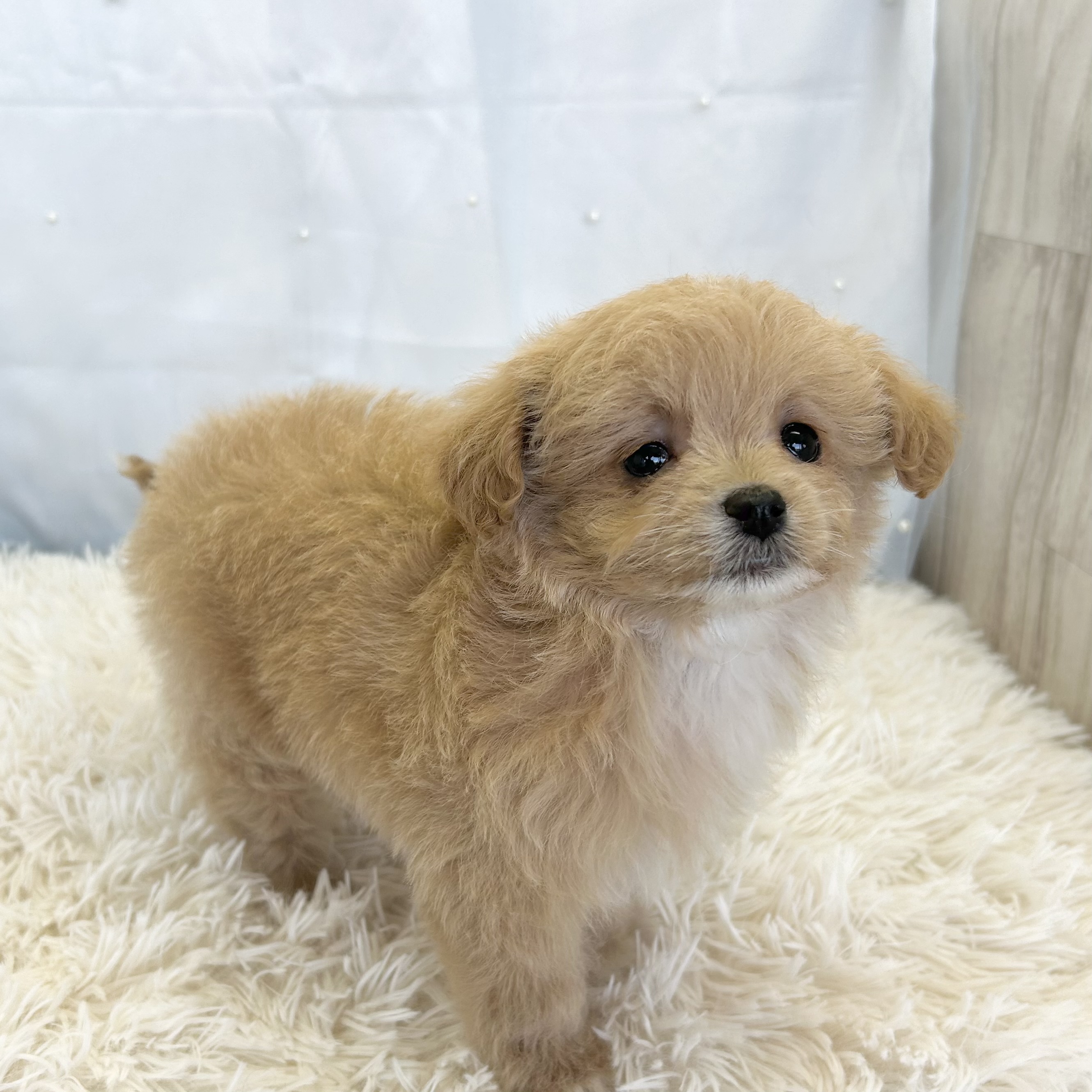 愛知県のハーフ犬・ミックス犬 (ファミリーペット豊明店/2025年11月25日生まれ/女の子/クリームホワイト)の子猫の4枚目の画像