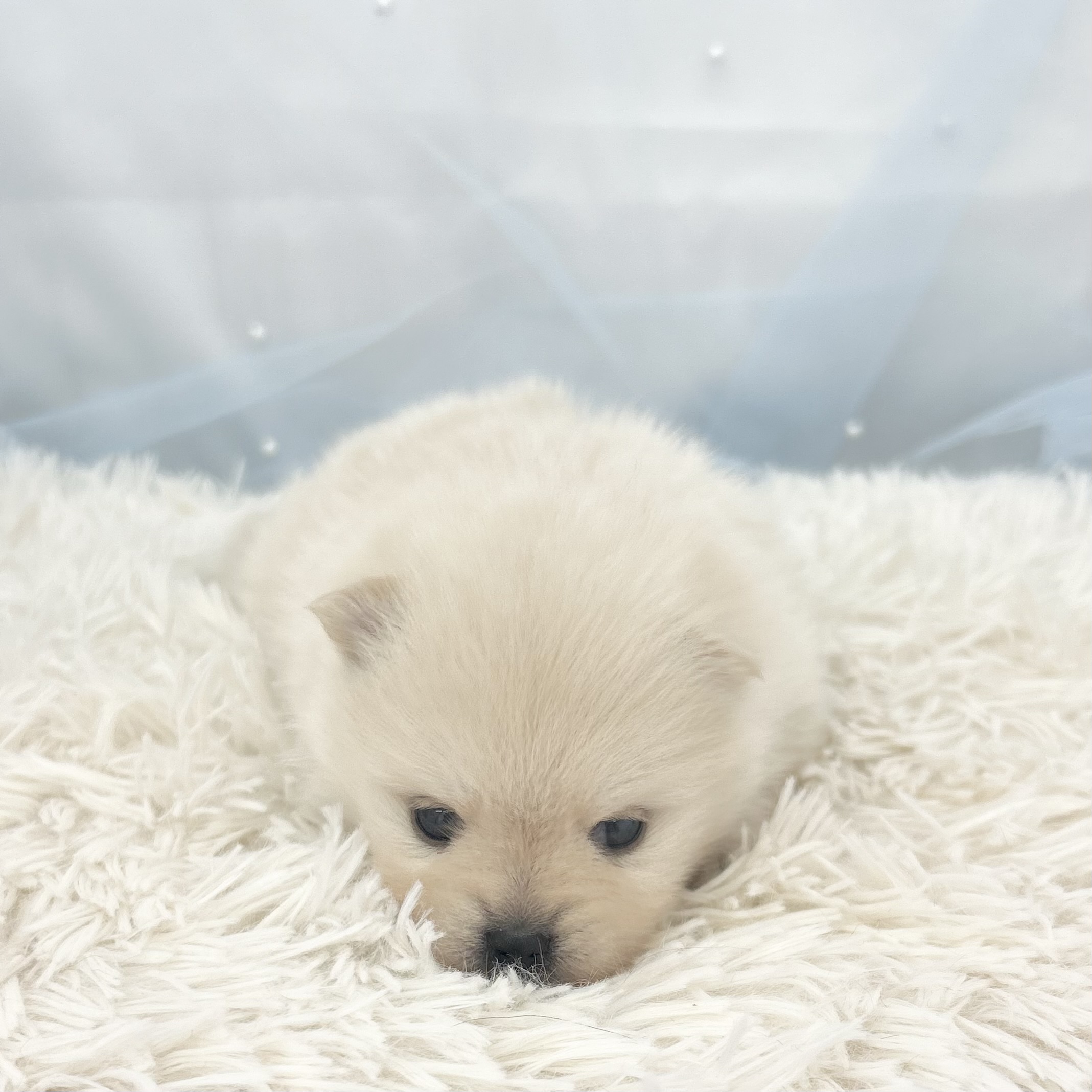 愛知県のポメラニアン (ファミリーペット豊明店/2026年1月10日生まれ/男の子/クリーム)の子猫の2枚目の画像