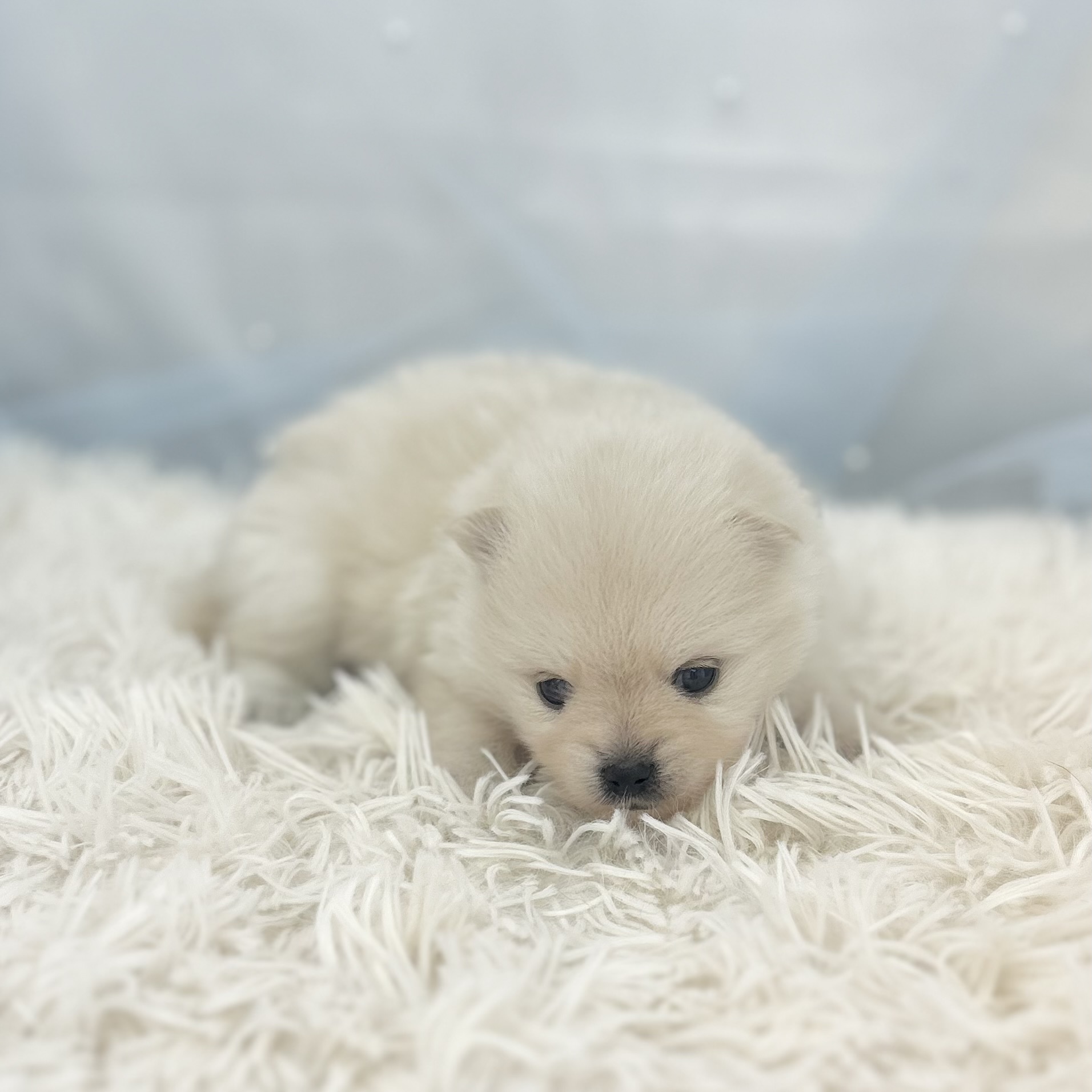 愛知県のポメラニアン (ファミリーペット豊明店/2026年1月10日生まれ/男の子/クリーム)の子猫の3枚目の画像