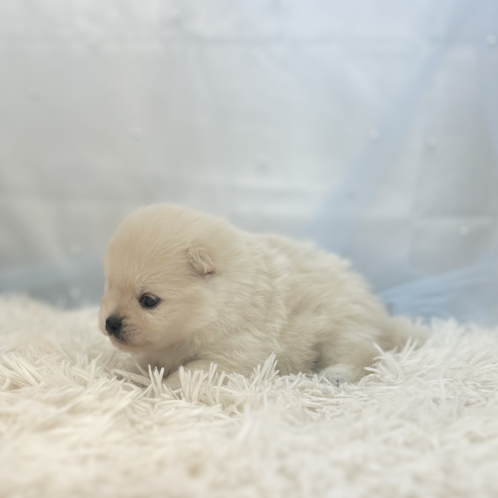 愛知県のポメラニアン (ファミリーペット豊明店/2026年1月10日生まれ/男の子/クリーム)の子猫の4枚目の画像