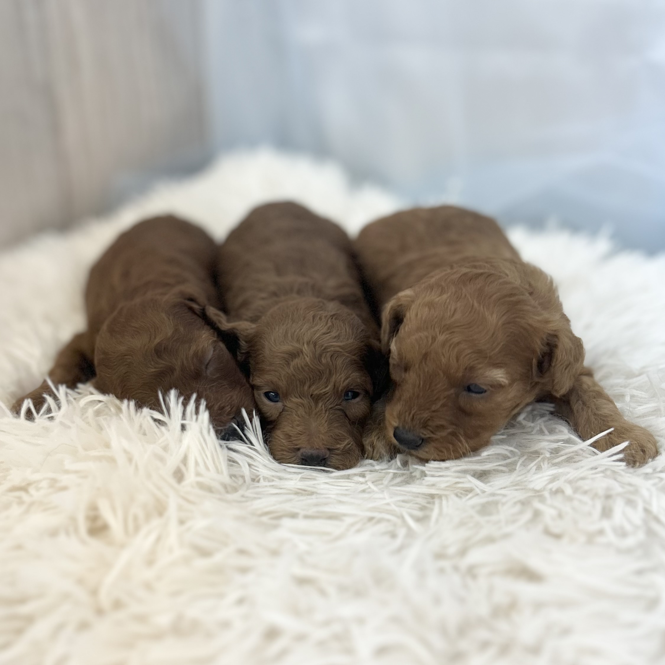 愛知県のトイプードル(トイ) (ファミリーペット豊明店/2026年1月10日生まれ/男の子/レッド)の子猫の1枚目の画像