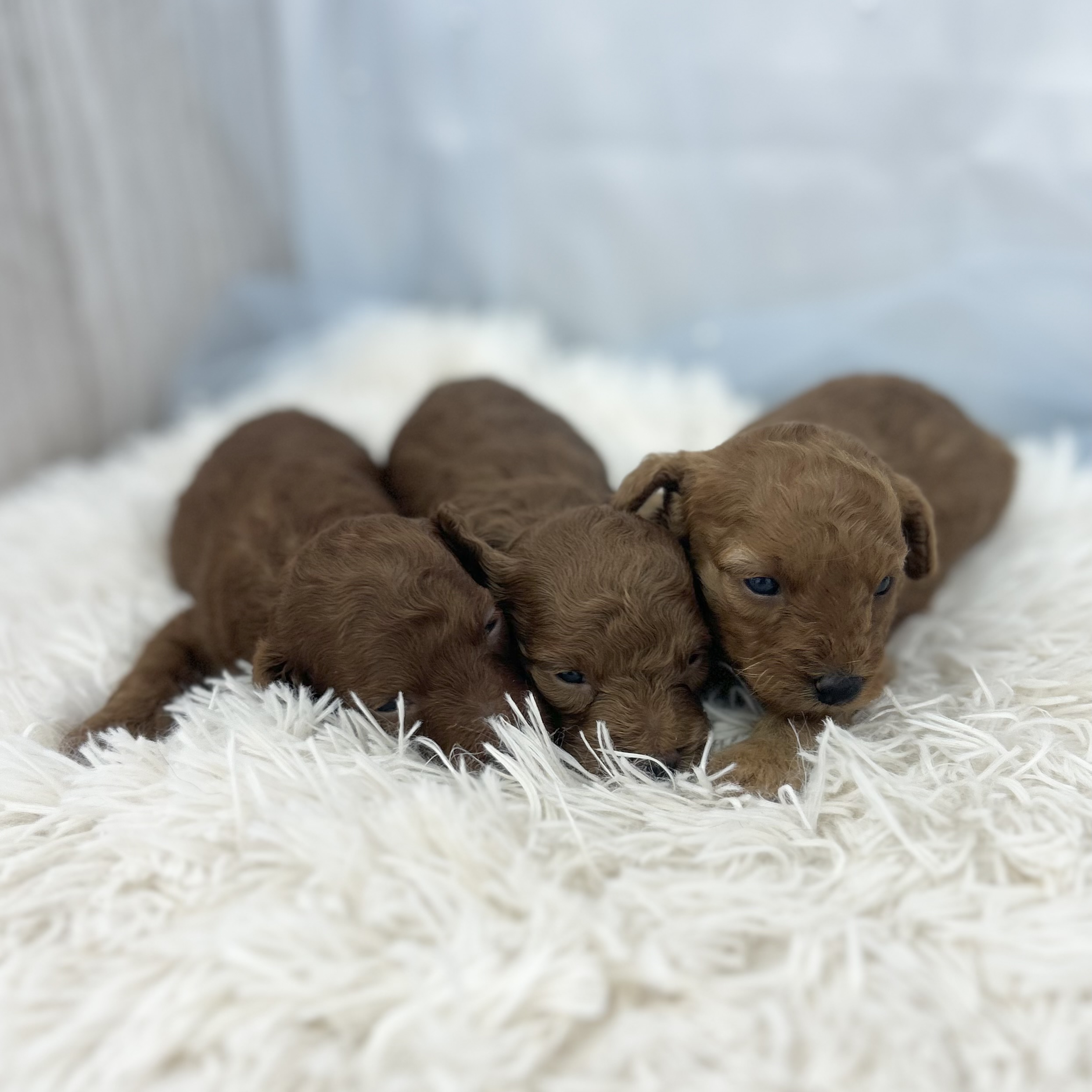 愛知県のトイプードル(トイ) (ファミリーペット豊明店/2026年1月10日生まれ/男の子/レッド)の子猫の2枚目の画像