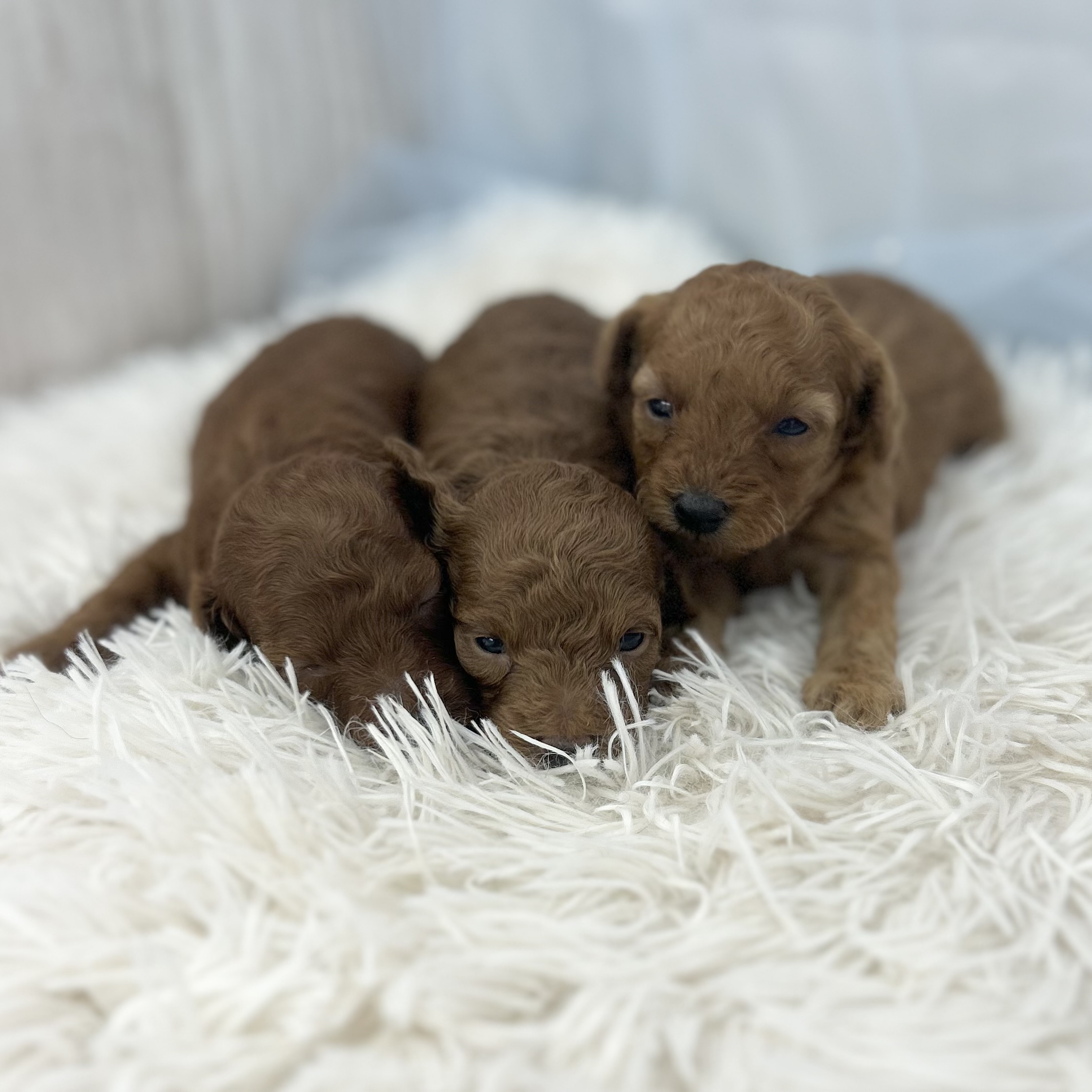 愛知県のトイプードル(トイ) (ファミリーペット豊明店/2026年1月10日生まれ/男の子/レッド)の子猫の3枚目の画像