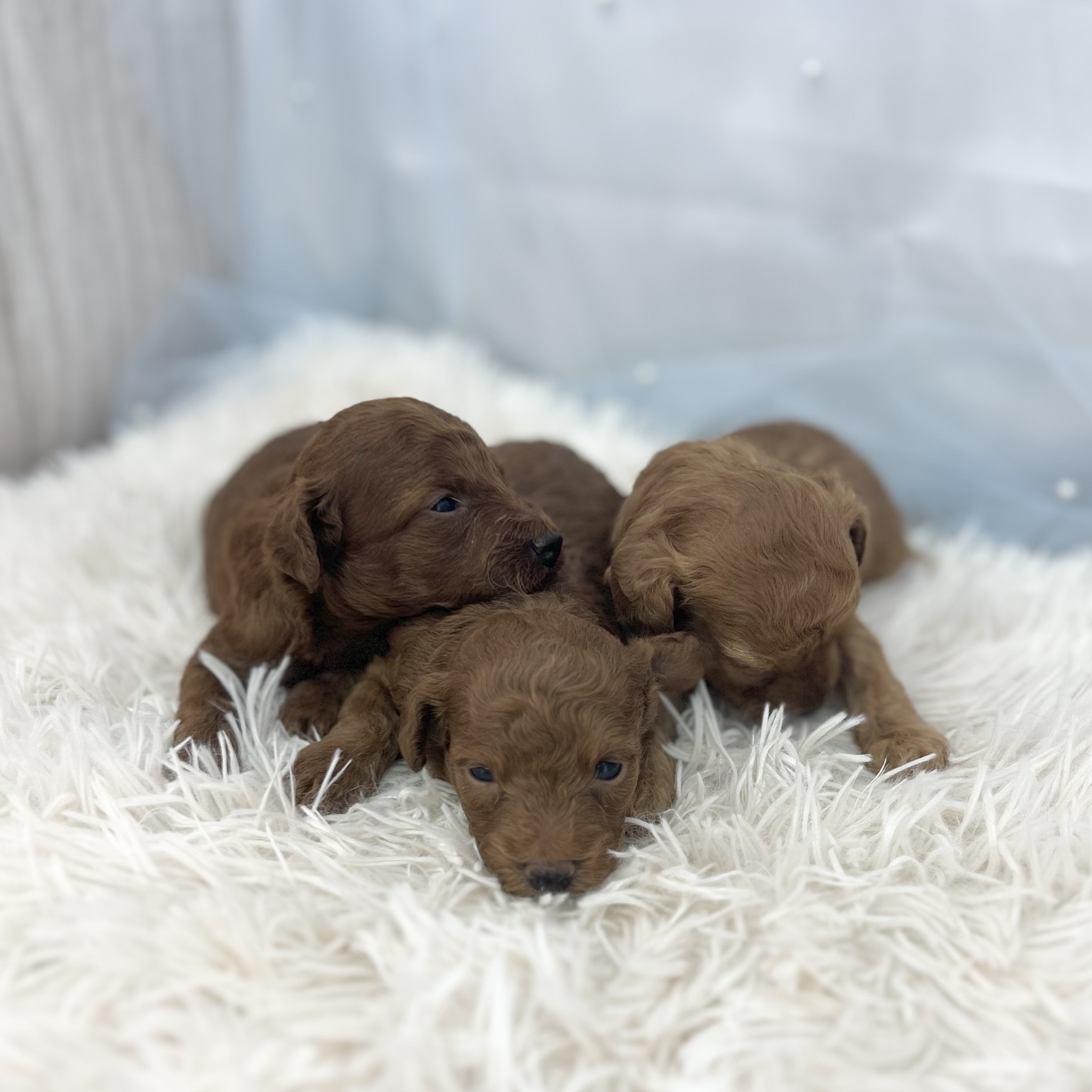 愛知県のトイプードル(トイ) (ファミリーペット豊明店/2026年1月10日生まれ/男の子/レッド)の子猫の4枚目の画像