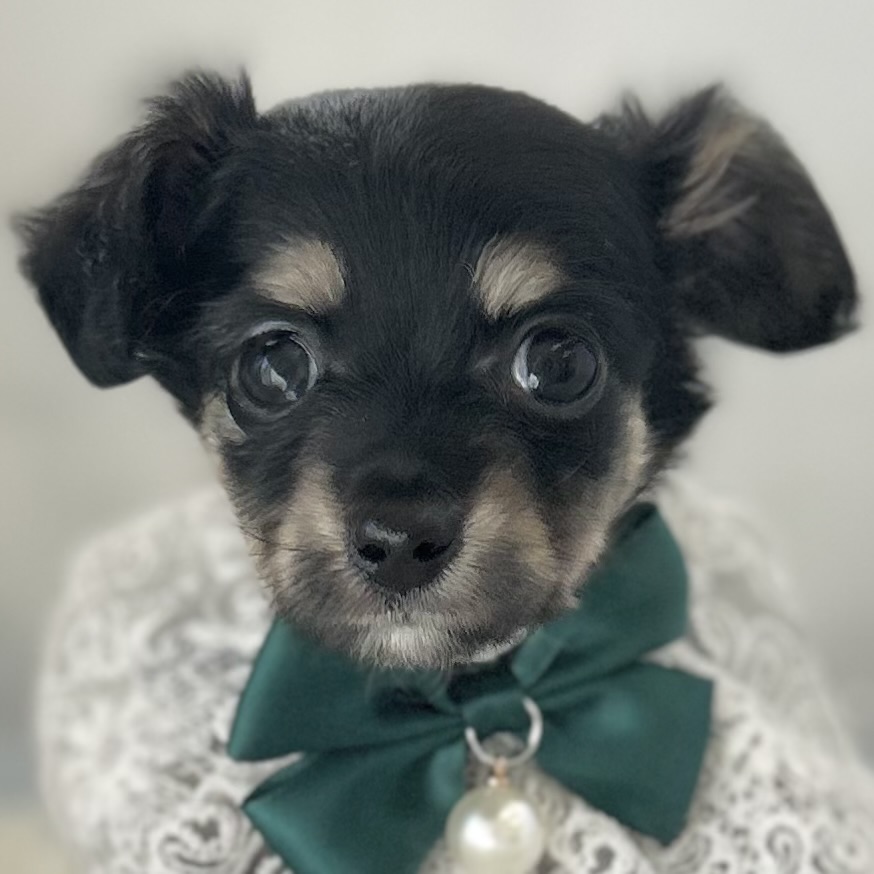 愛知県のハーフ犬・ミックス犬 (ファミリーペット豊明店/2025年12月10日生まれ/男の子/ブラックタンホワイト)の子猫の1枚目の画像