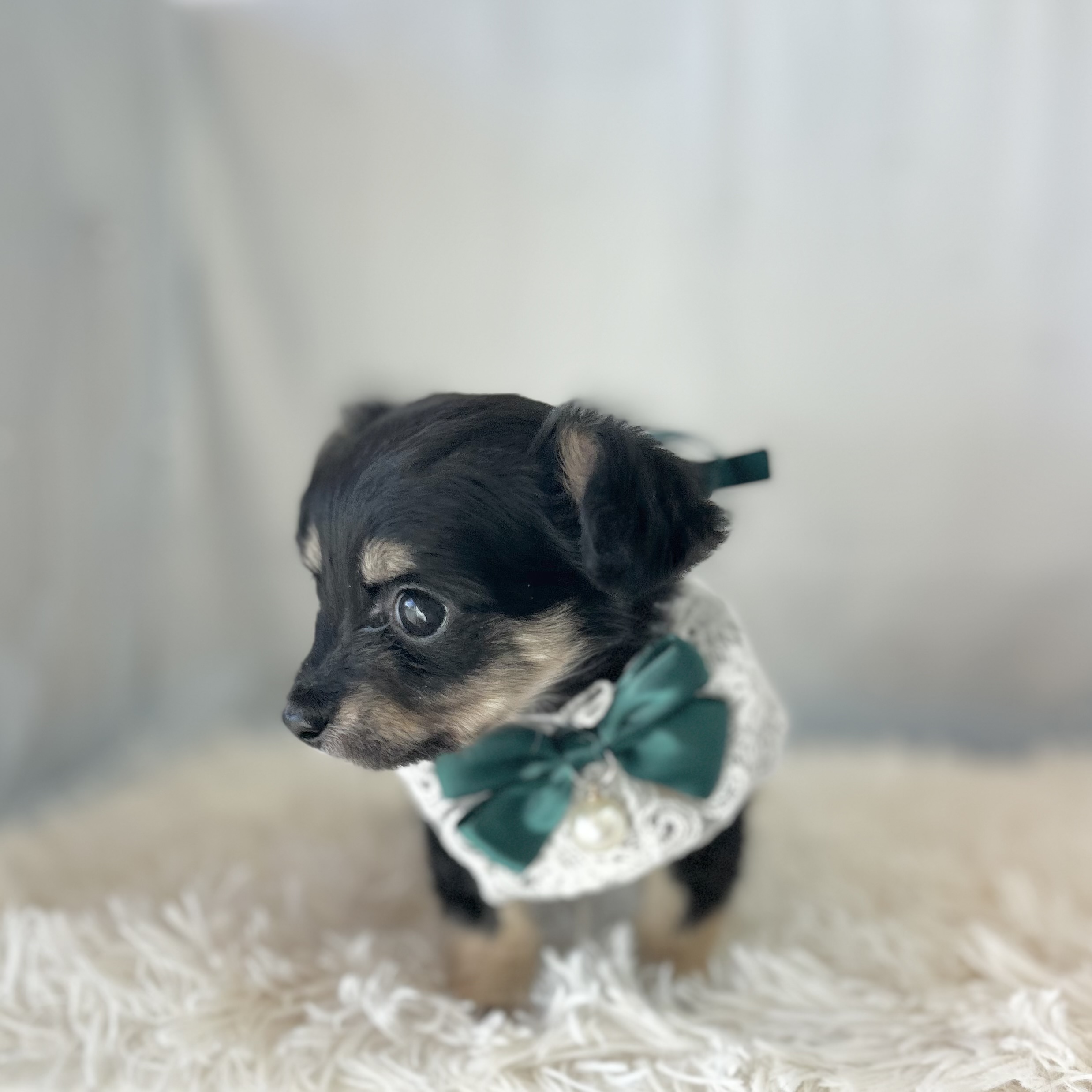 愛知県のハーフ犬・ミックス犬 (ファミリーペット豊明店/2025年12月10日生まれ/男の子/ブラックタンホワイト)の子猫の2枚目の画像