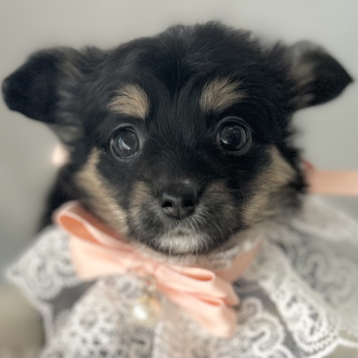 愛知県のハーフ犬・ミックス犬 (ファミリーペット豊明店/2025年12月10日生まれ/女の子/ブラックタンホワイト)の子猫の1枚目の画像