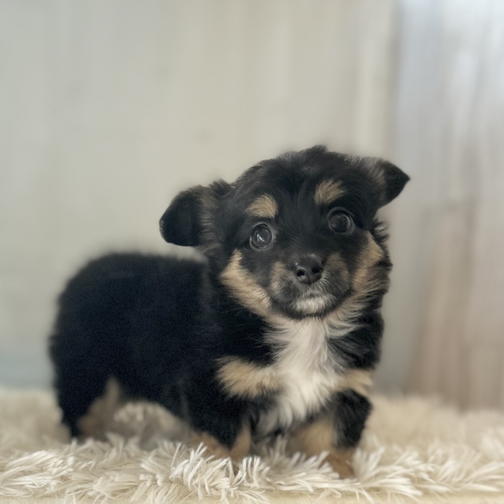 愛知県のハーフ犬・ミックス犬 (ファミリーペット豊明店/2025年12月10日生まれ/女の子/ブラックタンホワイト)の子猫の3枚目の画像