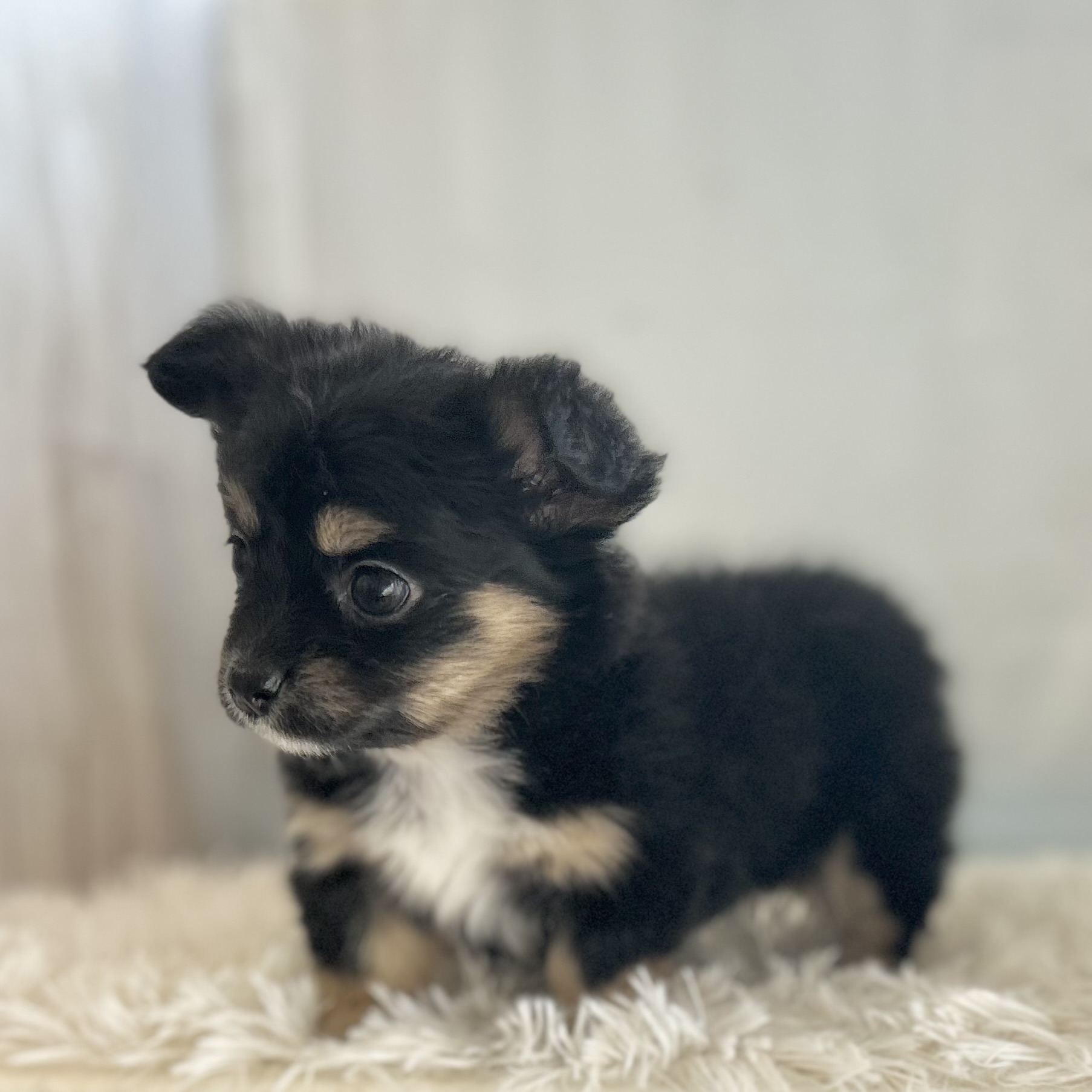 愛知県のハーフ犬・ミックス犬 (ファミリーペット豊明店/2025年12月10日生まれ/女の子/ブラックタンホワイト)の子猫の4枚目の画像