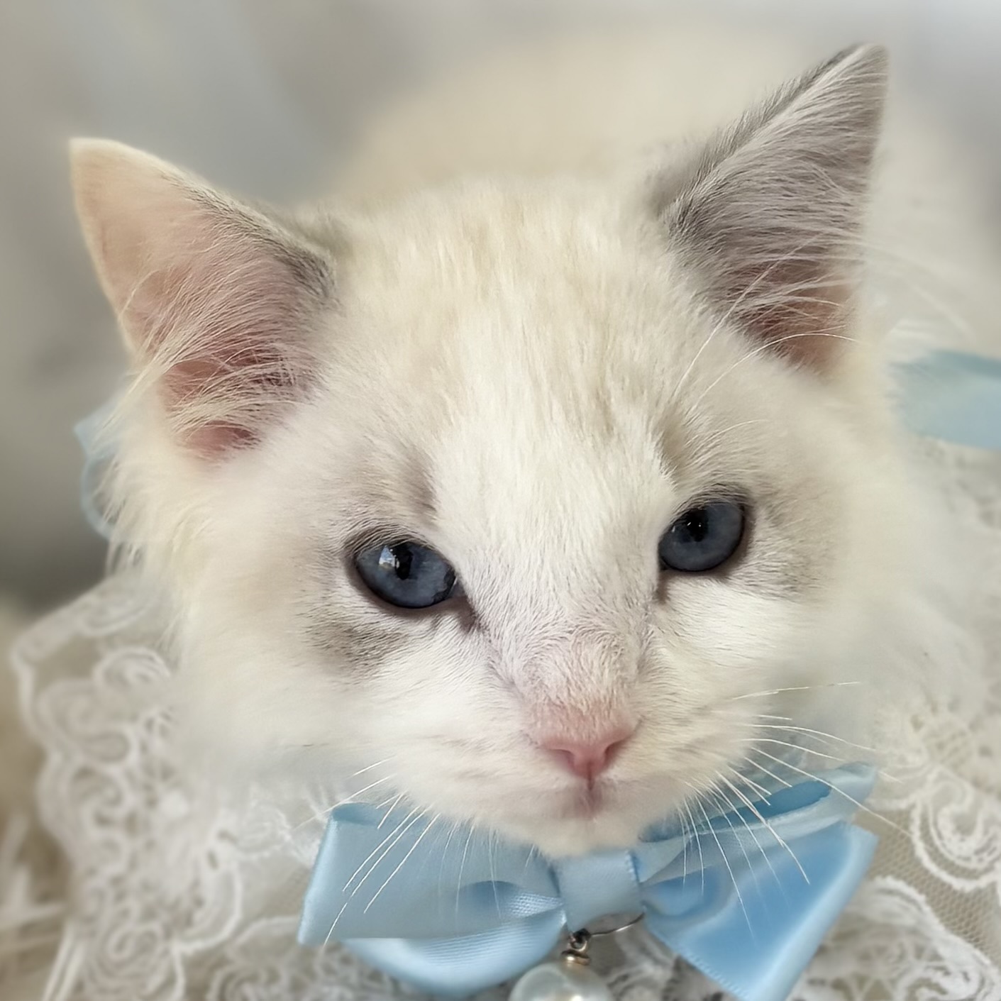 愛知県のラグドール (ファミリーペット豊明店/2025年11月23日生まれ/男の子/ブルーポイントバイカラー)の子猫の1枚目の画像