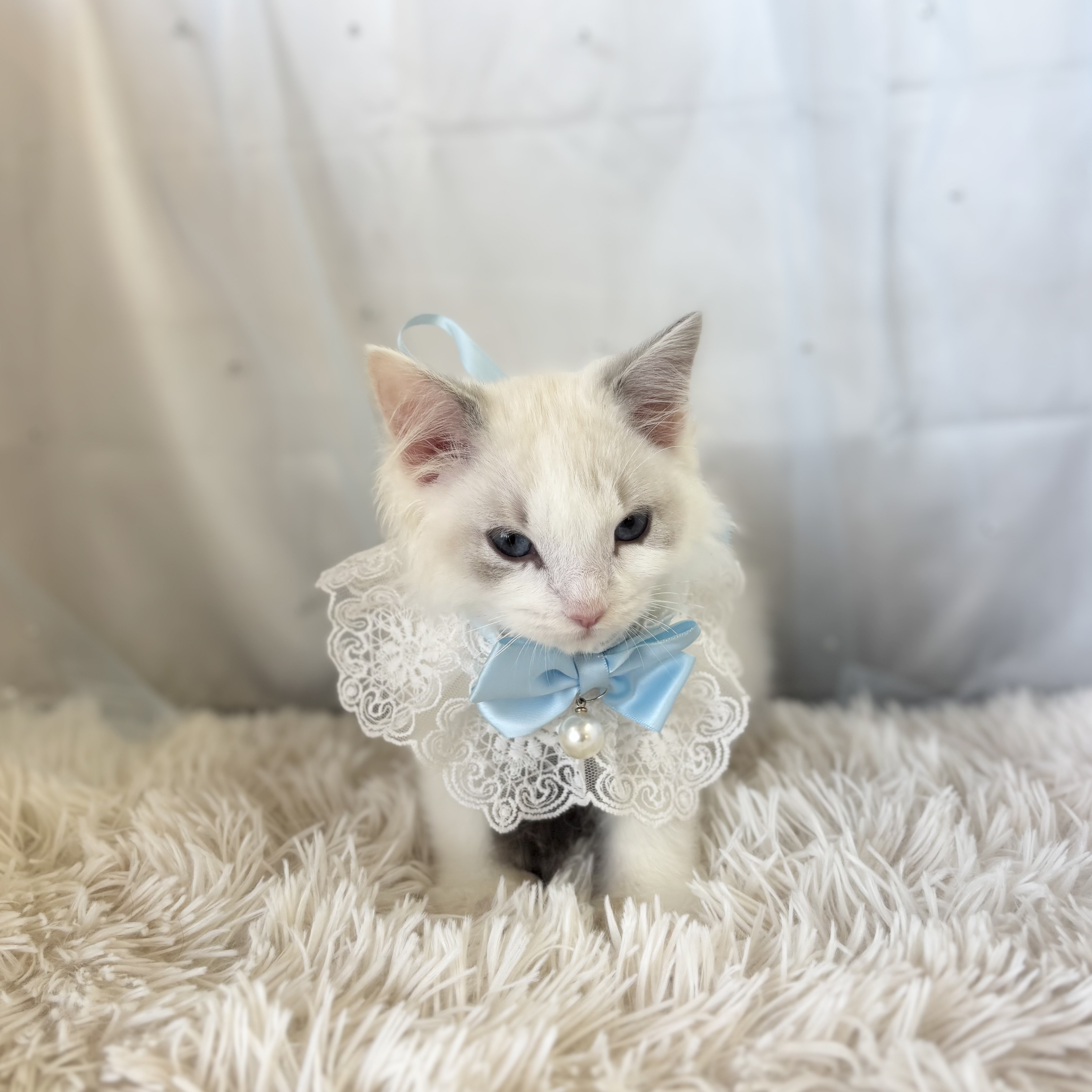 愛知県のラグドール (ファミリーペット豊明店/2025年11月23日生まれ/男の子/ブルーポイントバイカラー)の子猫の2枚目の画像