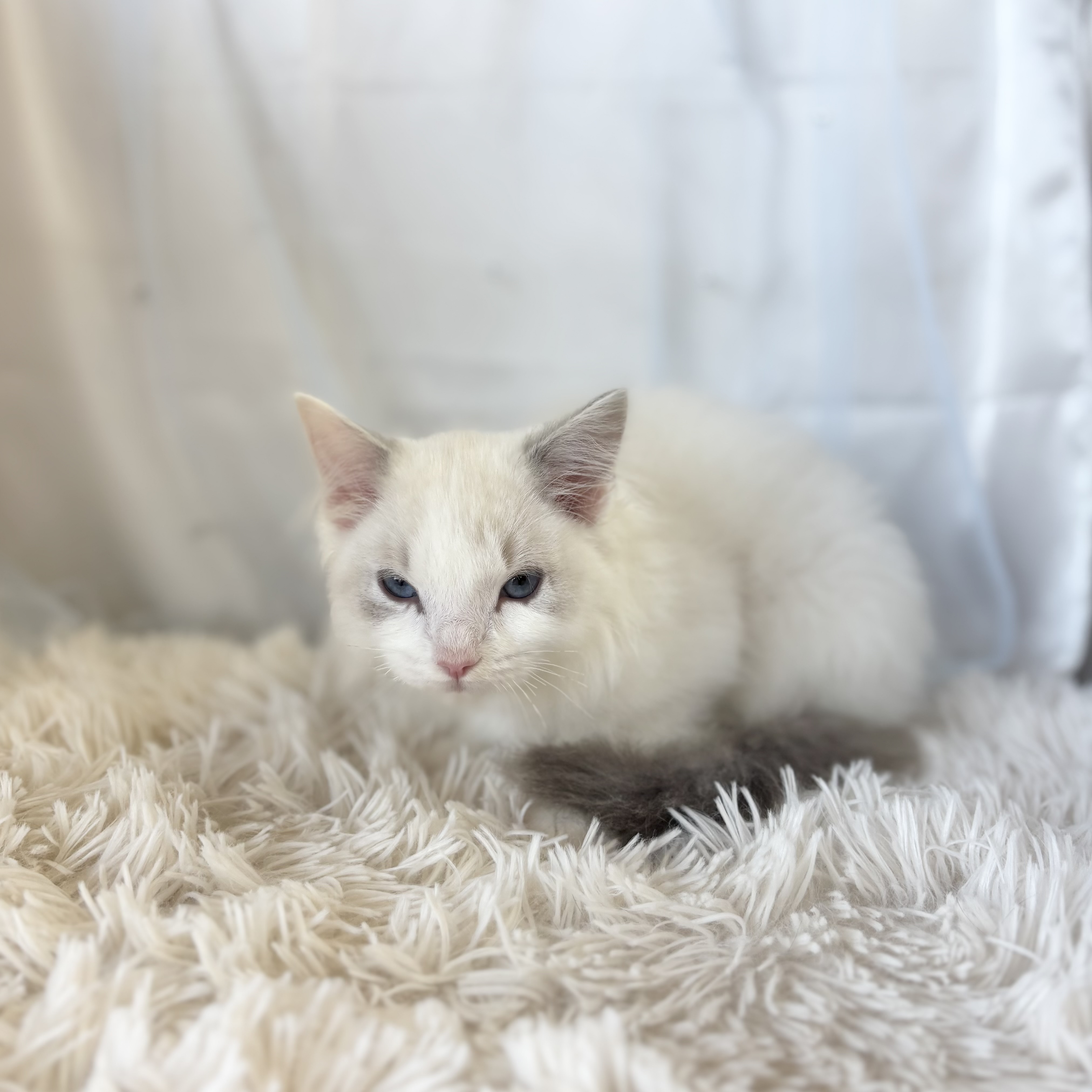 愛知県のラグドール (ファミリーペット豊明店/2025年11月23日生まれ/男の子/ブルーポイントバイカラー)の子猫の3枚目の画像