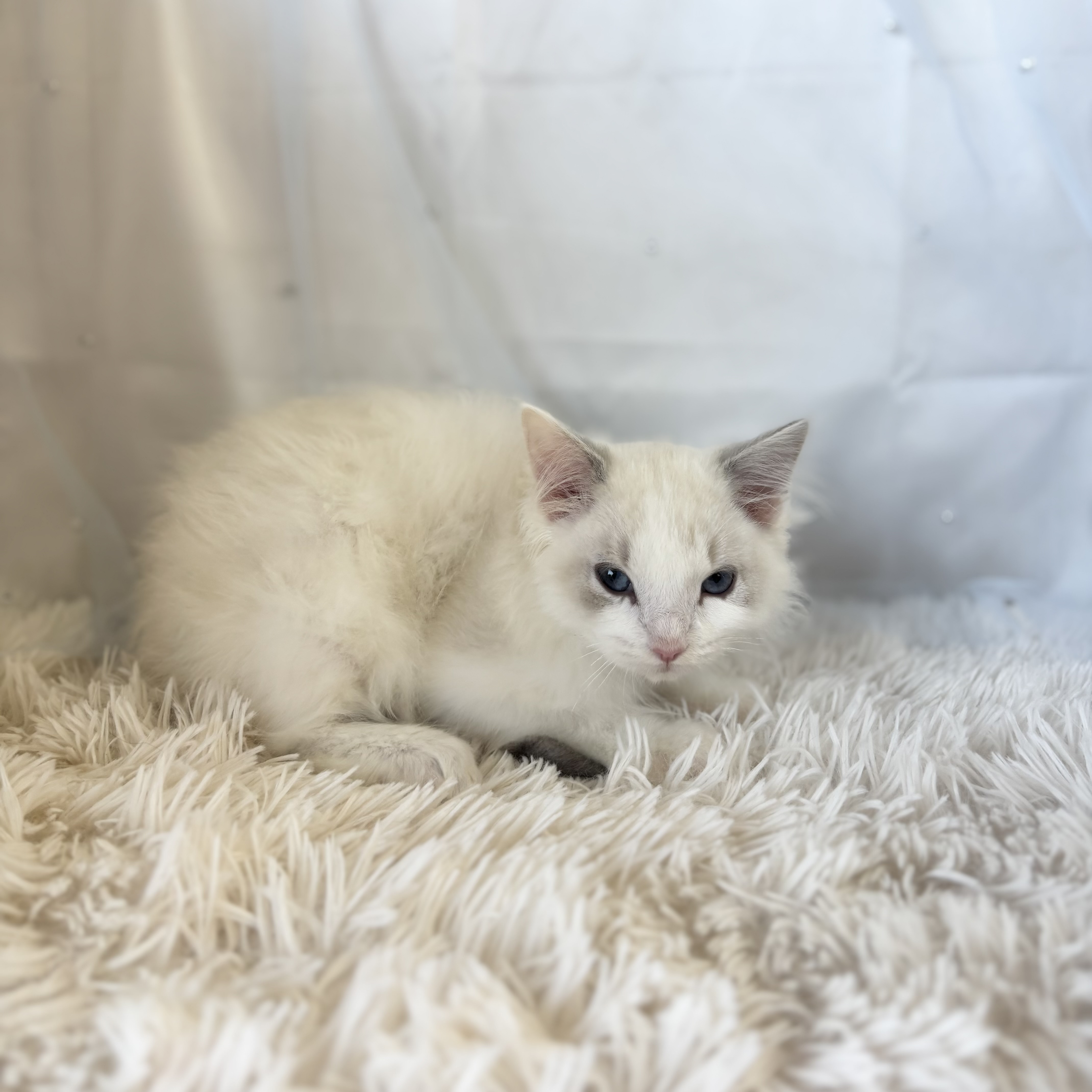 愛知県のラグドール (ファミリーペット豊明店/2025年11月23日生まれ/男の子/ブルーポイントバイカラー)の子猫の4枚目の画像