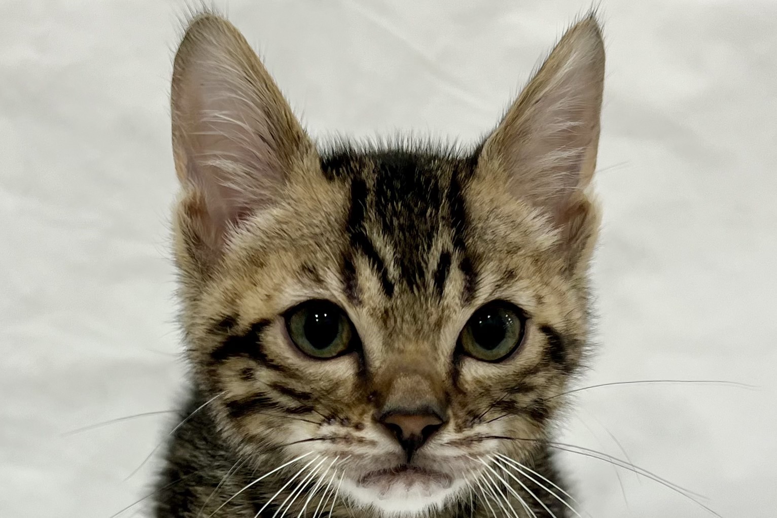 愛知県のベンガル (リソラ大府店/2025年12月8日生まれ/男の子/ブラウンマーブルタビー)の子猫の1枚目の画像