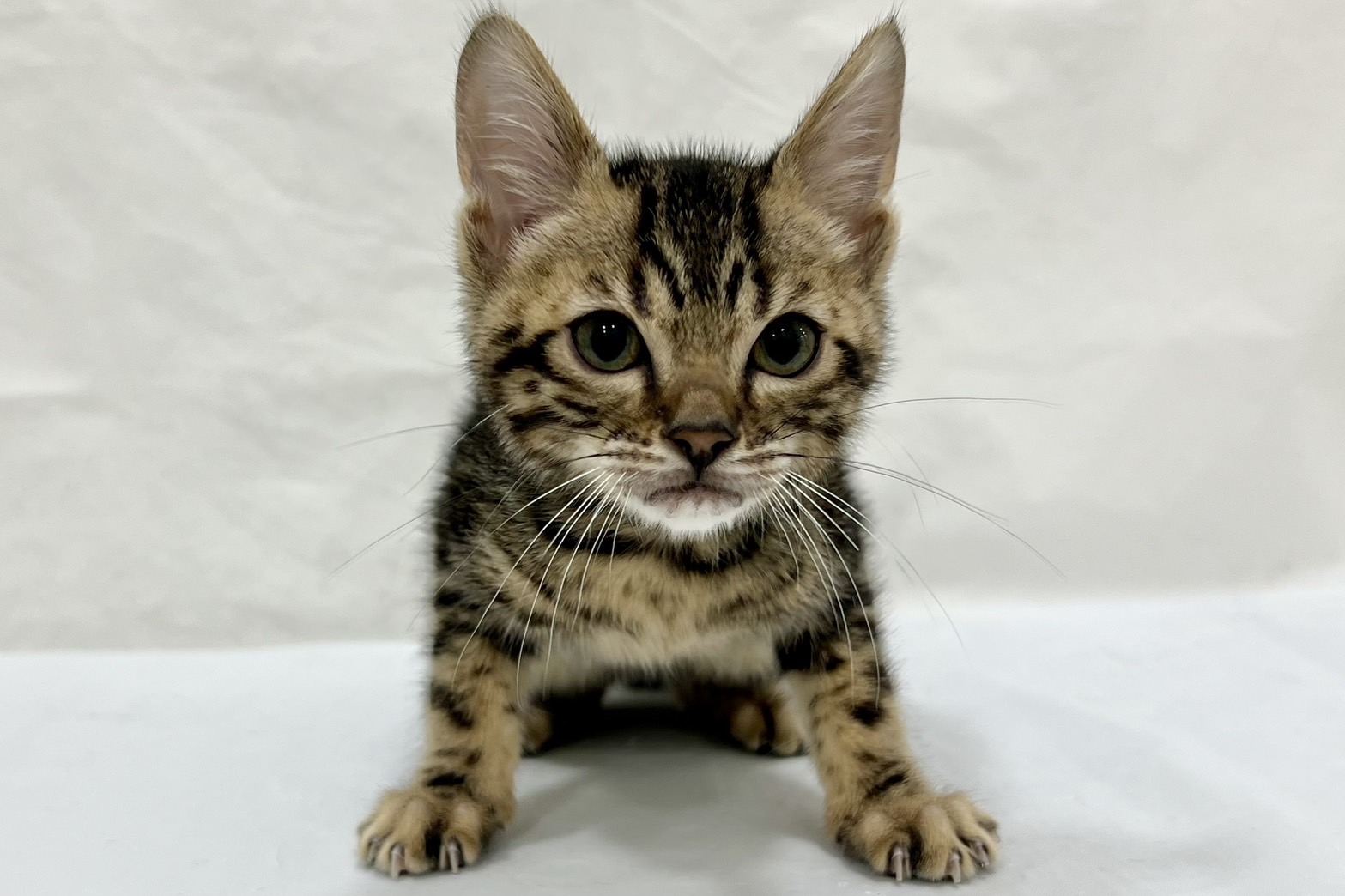 愛知県のベンガル (リソラ大府店/2025年12月8日生まれ/男の子/ブラウンマーブルタビー)の子猫の2枚目の画像