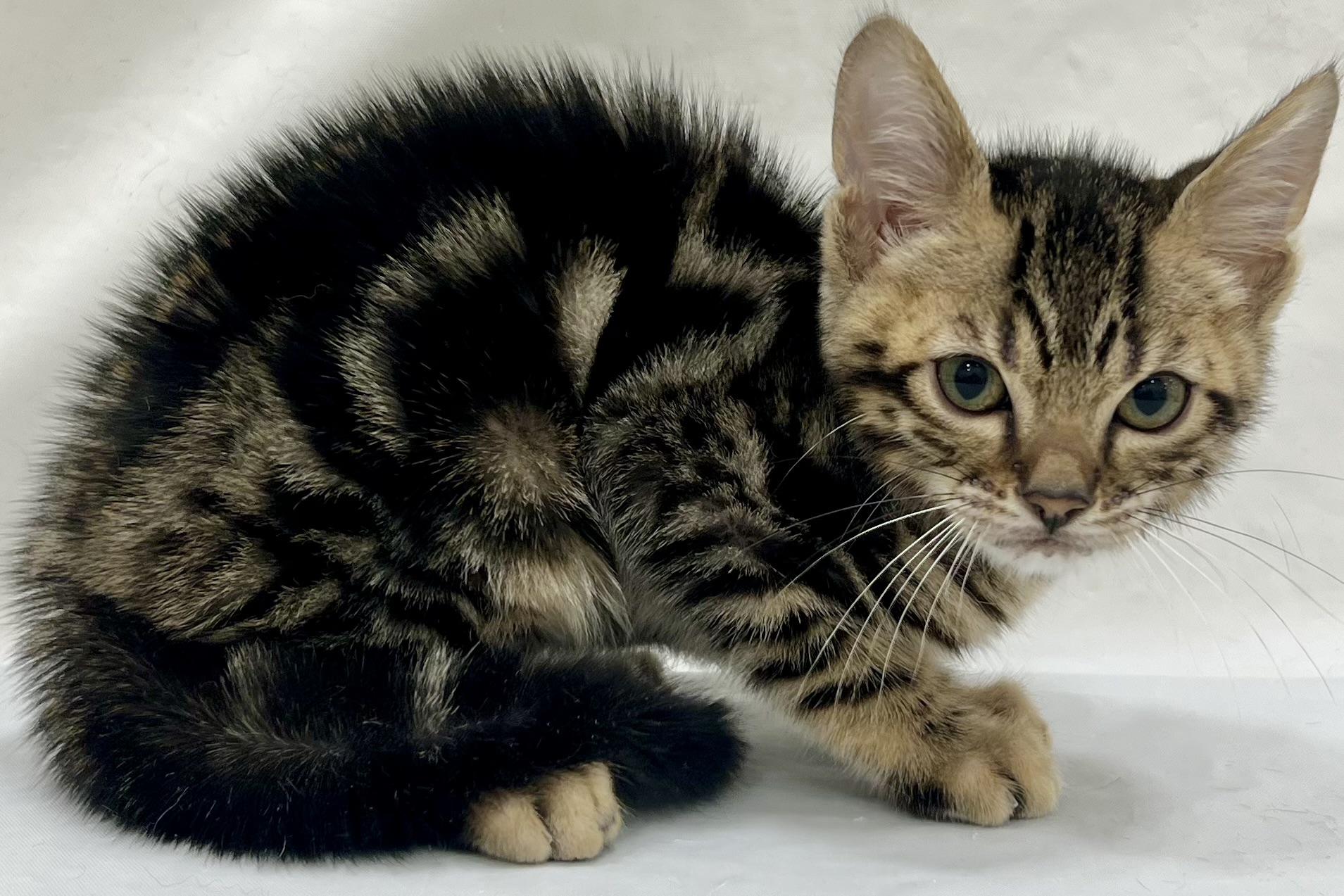 愛知県のベンガル (リソラ大府店/2025年12月8日生まれ/男の子/ブラウンマーブルタビー)の子猫の4枚目の画像