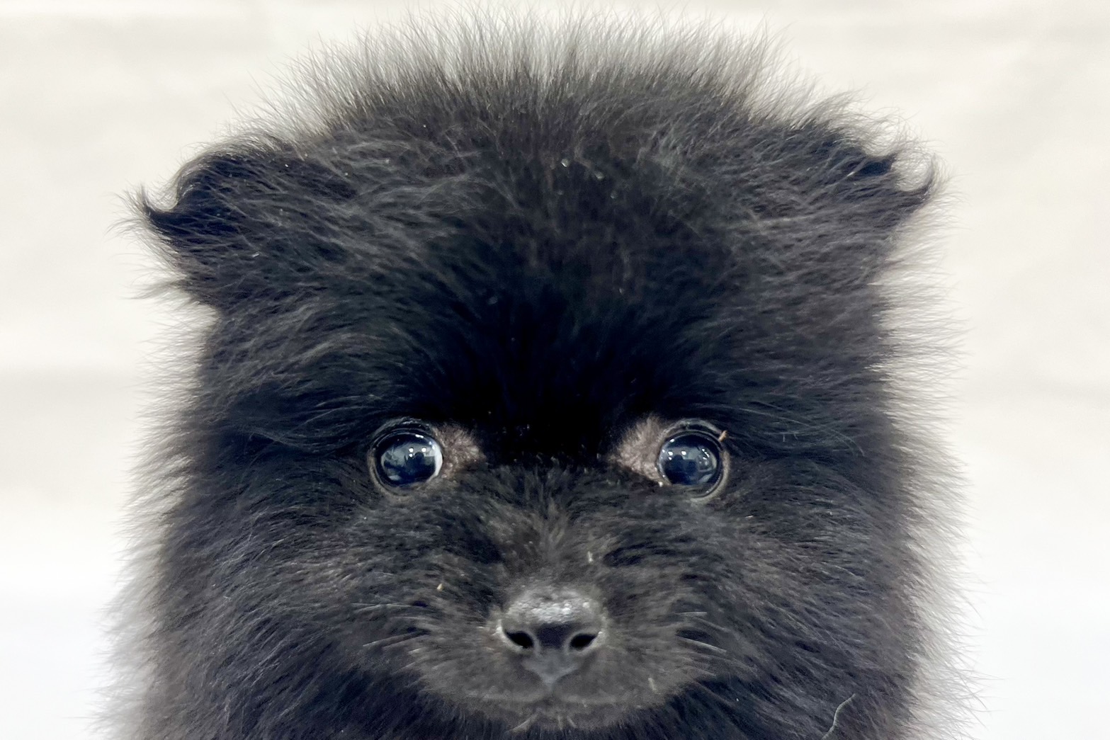 愛知県のポメラニアン (リソラ大府店/2025年12月6日生まれ/女の子/ブラック)の子猫の1枚目の画像