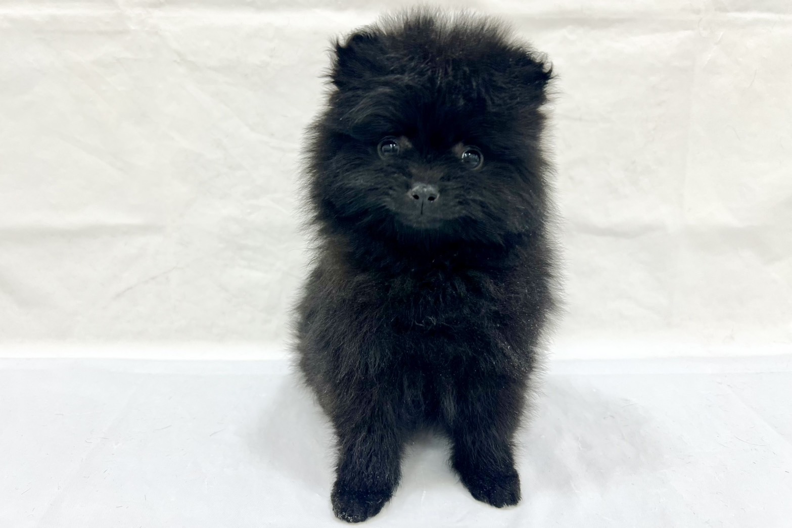 愛知県のポメラニアン (リソラ大府店/2025年12月6日生まれ/女の子/ブラック)の子猫の2枚目の画像