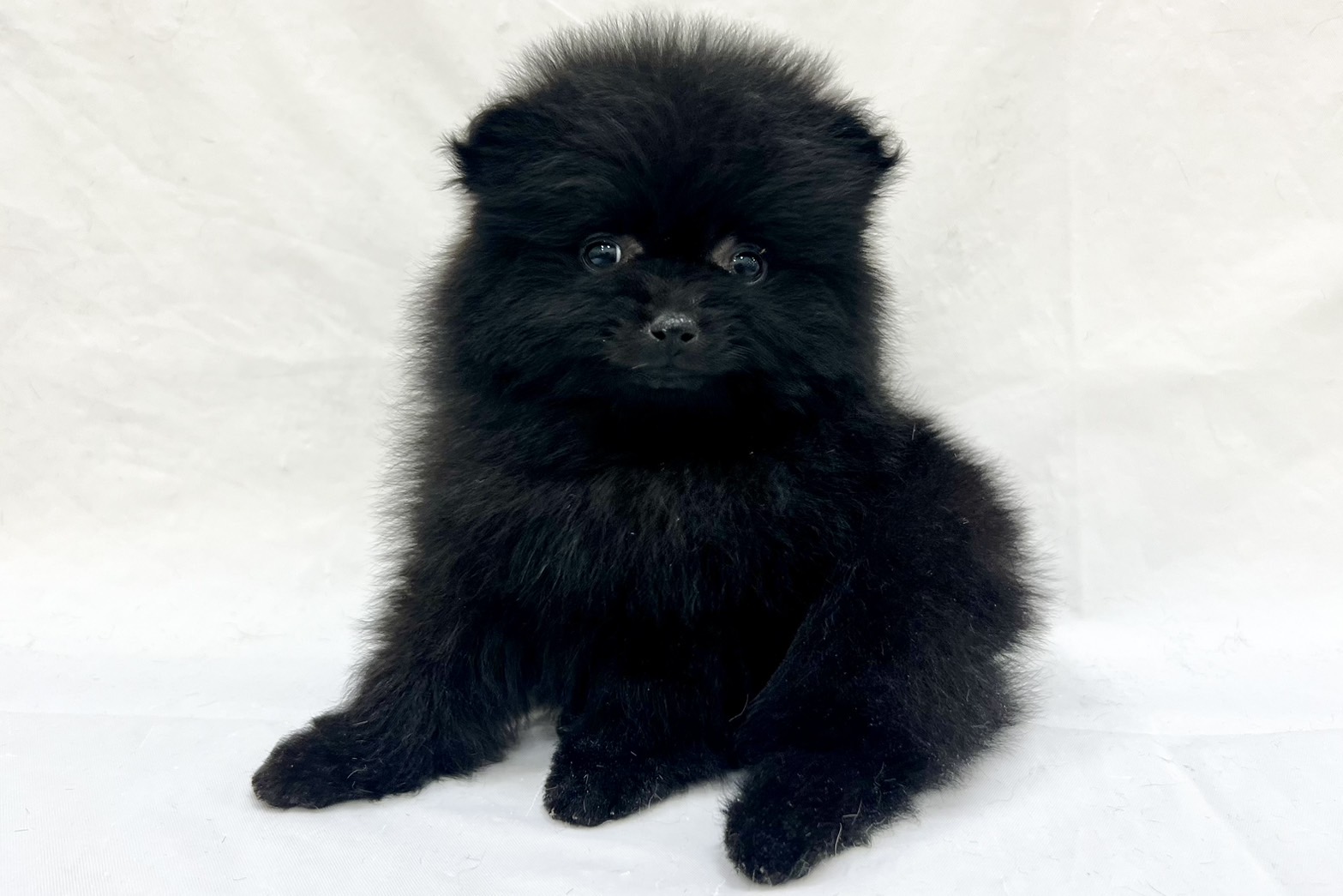 愛知県のポメラニアン (リソラ大府店/2025年12月6日生まれ/女の子/ブラック)の子猫の4枚目の画像