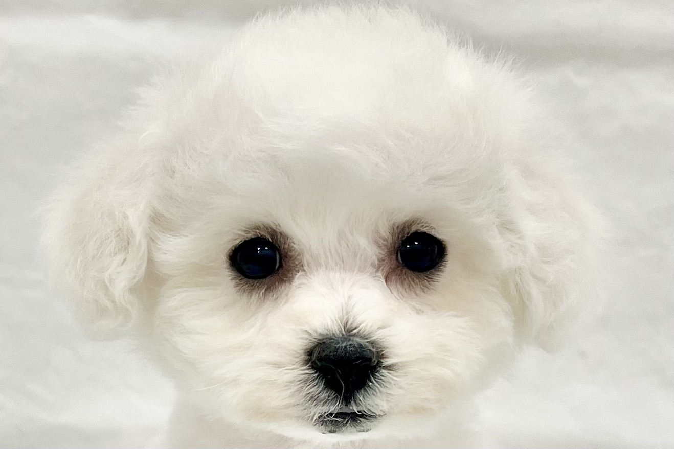 愛知県のビションフリーゼ (リソラ大府店/2025年12月10日生まれ/男の子/ホワイト)の子猫の1枚目の画像