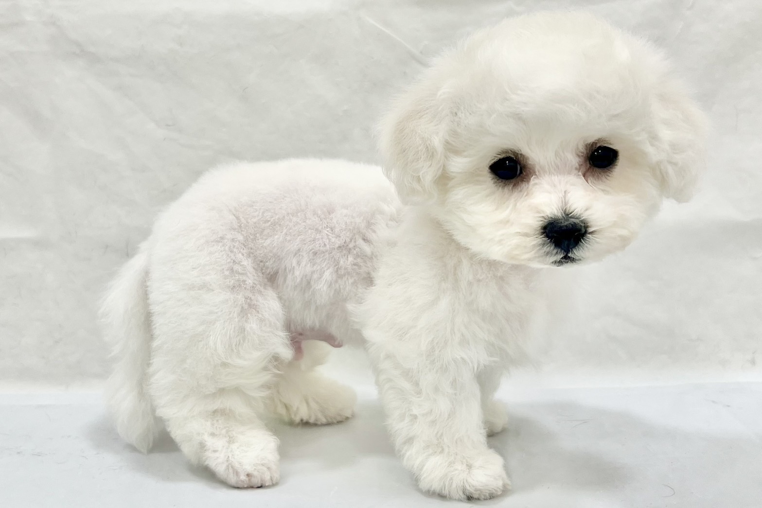 愛知県のビションフリーゼ (リソラ大府店/2025年12月10日生まれ/男の子/ホワイト)の子猫の3枚目の画像