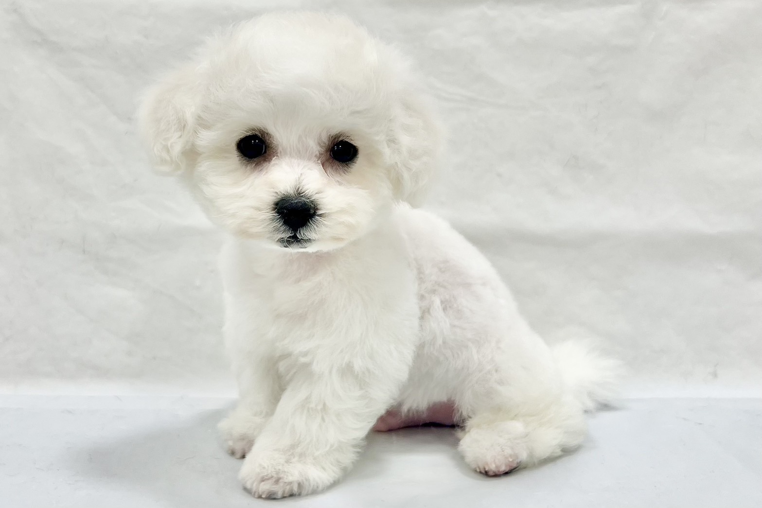 愛知県のビションフリーゼ (リソラ大府店/2025年12月10日生まれ/男の子/ホワイト)の子猫の4枚目の画像