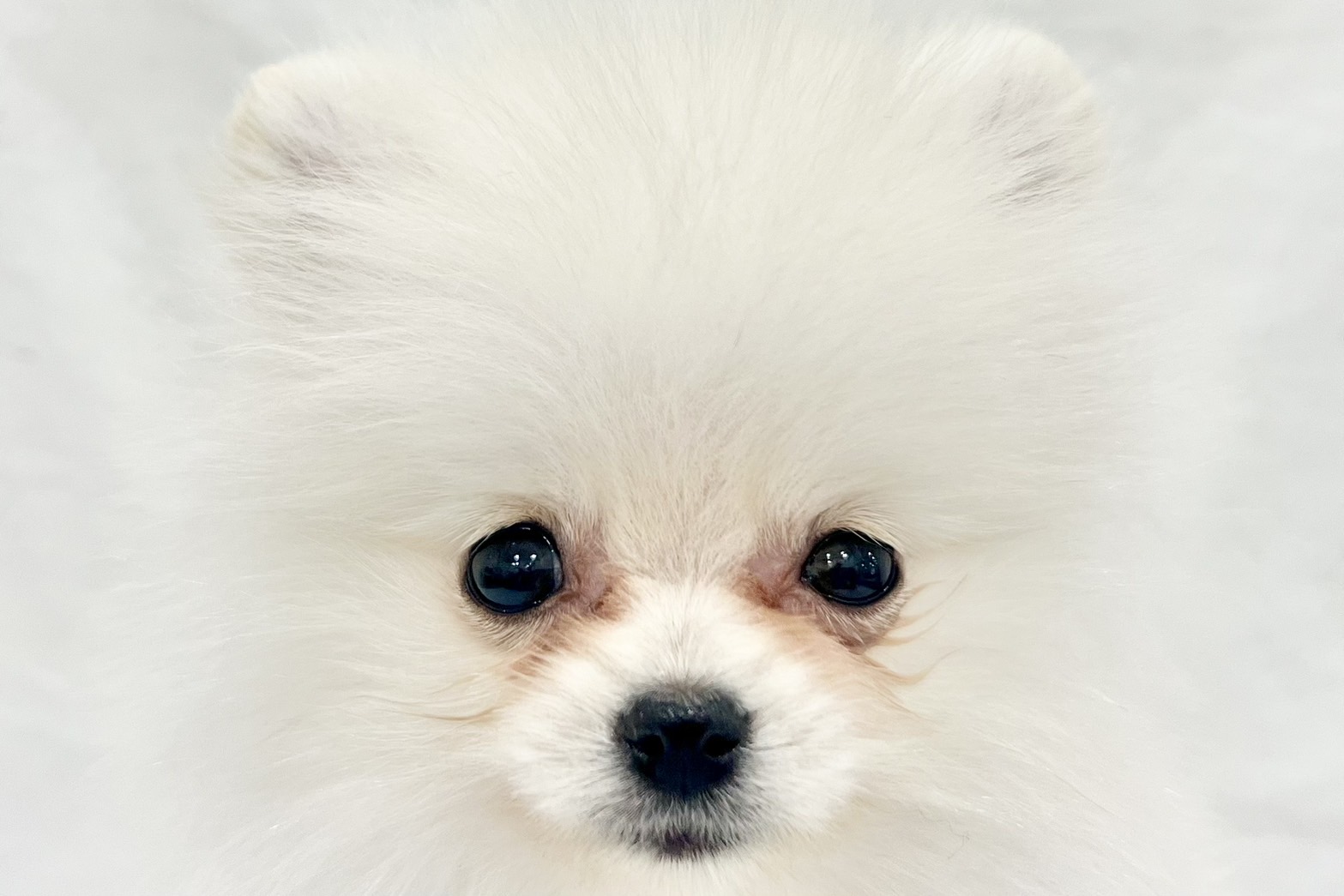 愛知県のポメラニアン (リソラ大府店/2025年11月8日生まれ/男の子/クリーム)の子猫の1枚目の画像