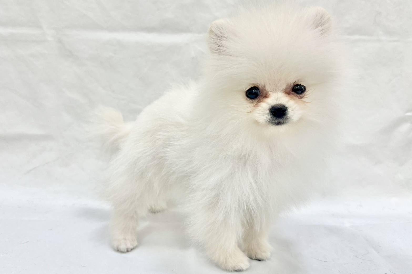 愛知県のポメラニアン (リソラ大府店/2025年11月8日生まれ/男の子/クリーム)の子猫の2枚目の画像