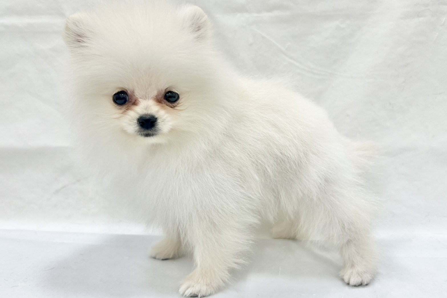 愛知県のポメラニアン (リソラ大府店/2025年11月8日生まれ/男の子/クリーム)の子猫の3枚目の画像