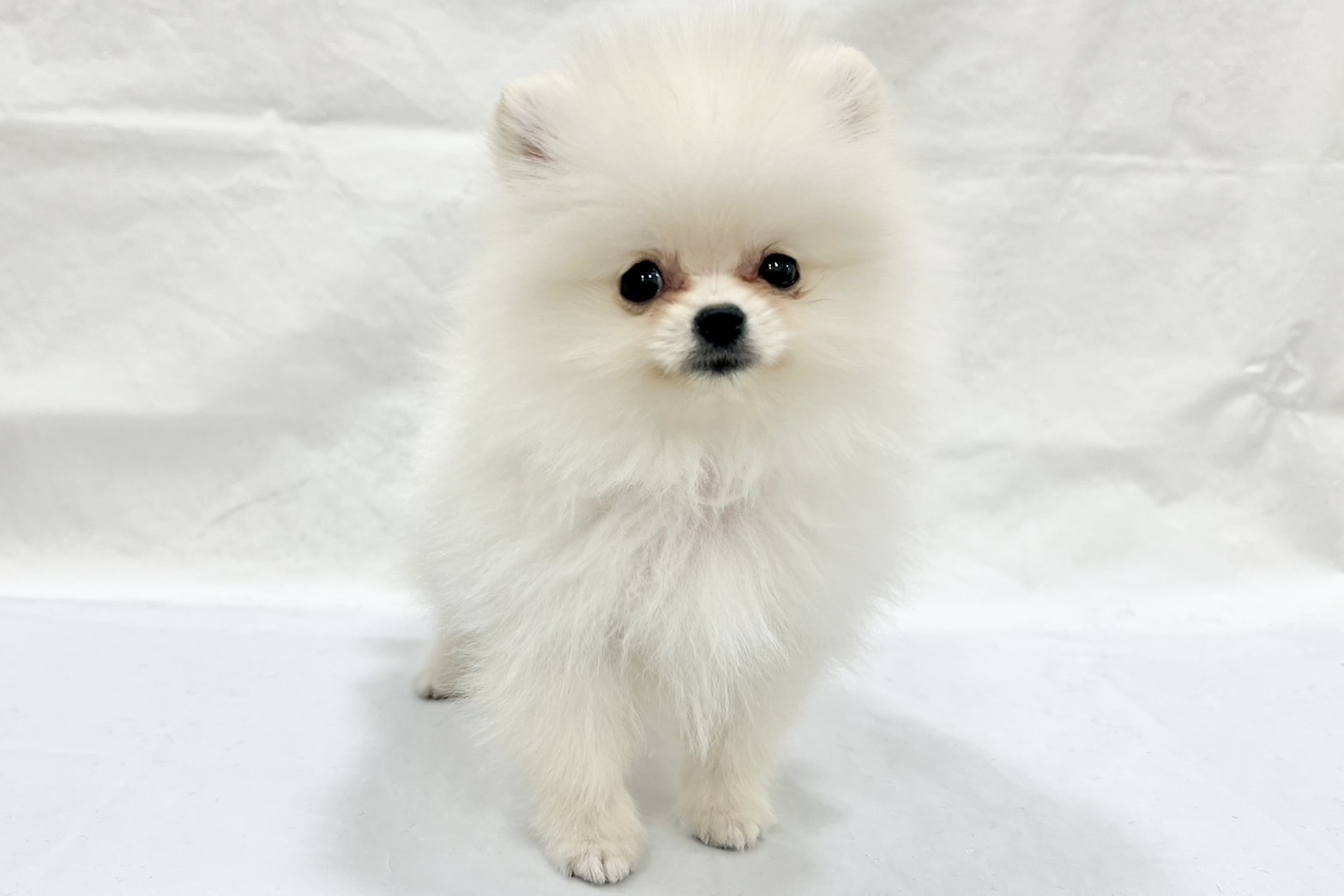 愛知県のポメラニアン (リソラ大府店/2025年11月8日生まれ/男の子/クリーム)の子猫の4枚目の画像