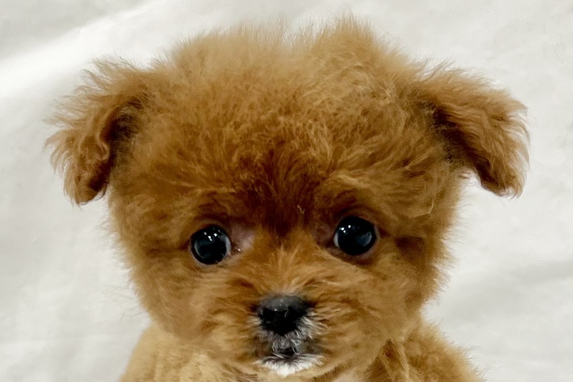 愛知県のその他 (リソラ大府店/2025年11月28日生まれ/女の子/レッド)の子猫