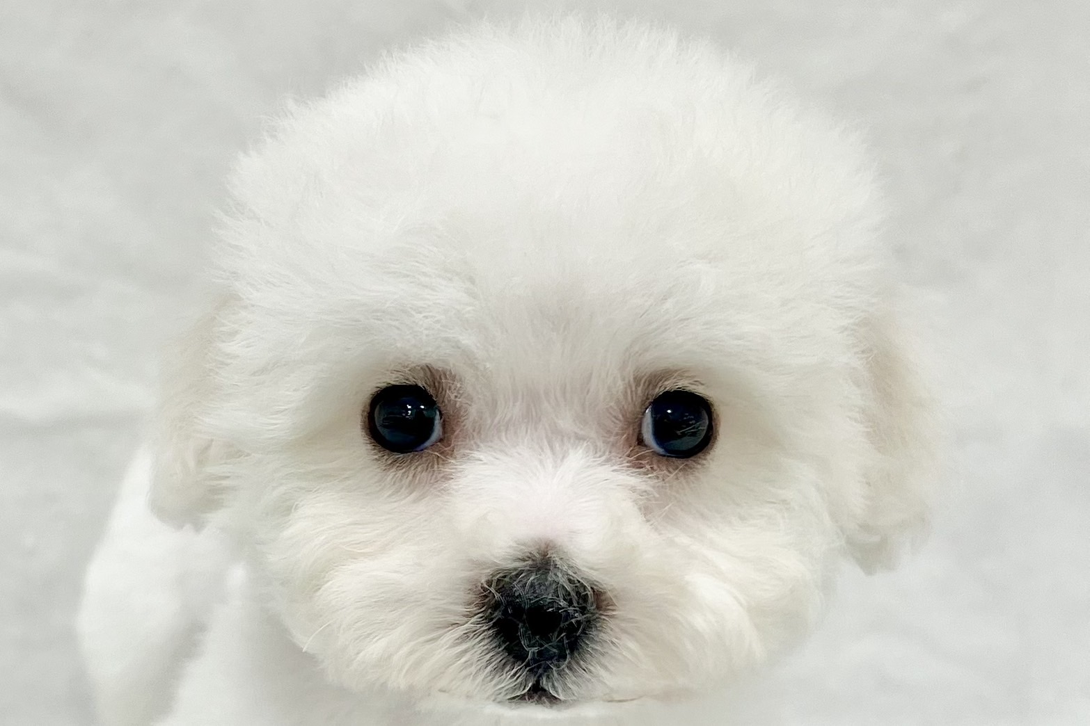 愛知県のビションフリーゼ (リソラ大府店/2025年12月10日生まれ/男の子/ホワイト)の子猫の1枚目の画像