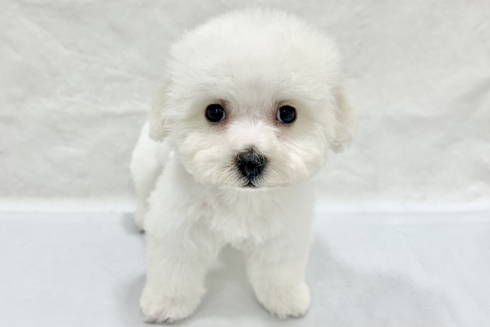 愛知県のビションフリーゼ (リソラ大府店/2025年12月10日生まれ/男の子/ホワイト)の子猫の2枚目の画像