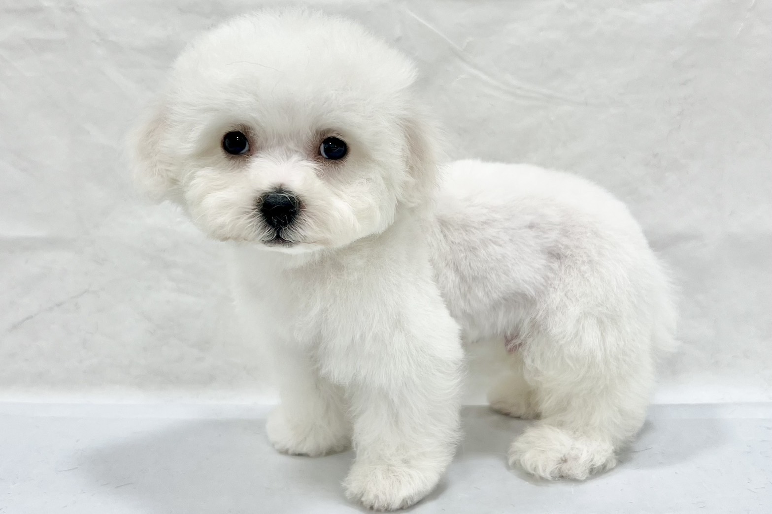 愛知県のビションフリーゼ (リソラ大府店/2025年12月10日生まれ/男の子/ホワイト)の子猫の4枚目の画像