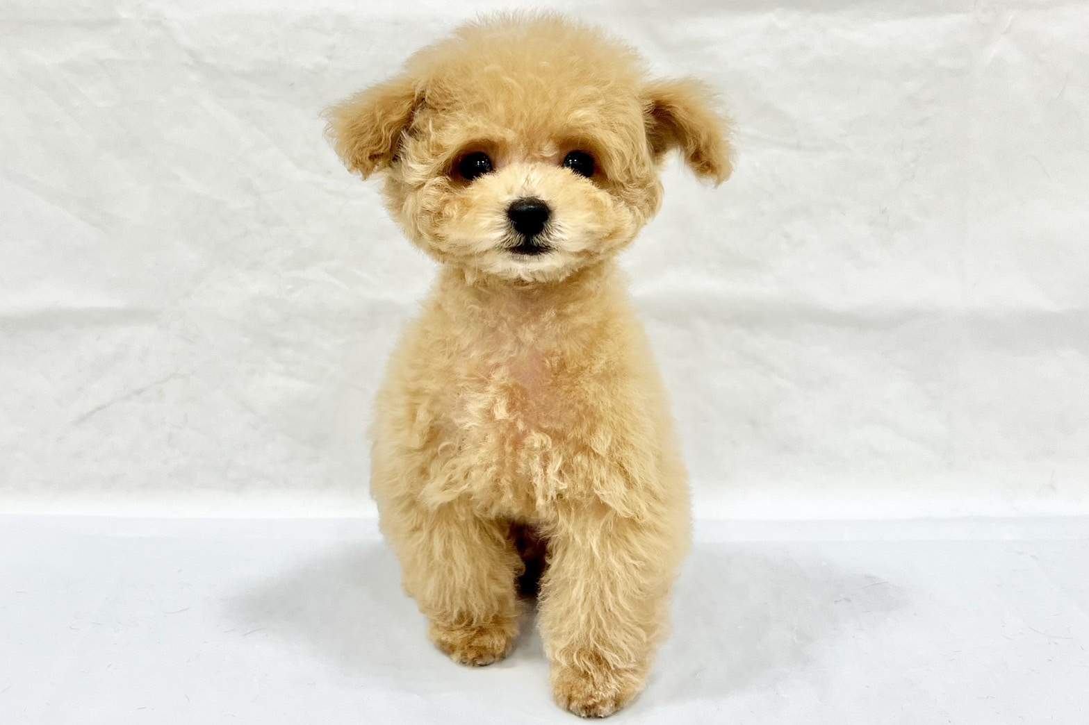 愛知県のトイプードル(トイ) (リソラ大府店/2025年12月8日生まれ/男の子/オレンジフォーン)の子猫の2枚目の画像