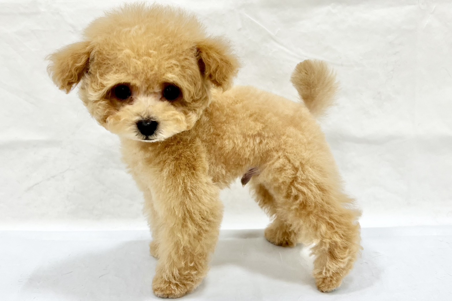 愛知県のトイプードル(トイ) (リソラ大府店/2025年12月8日生まれ/男の子/オレンジフォーン)の子猫の3枚目の画像