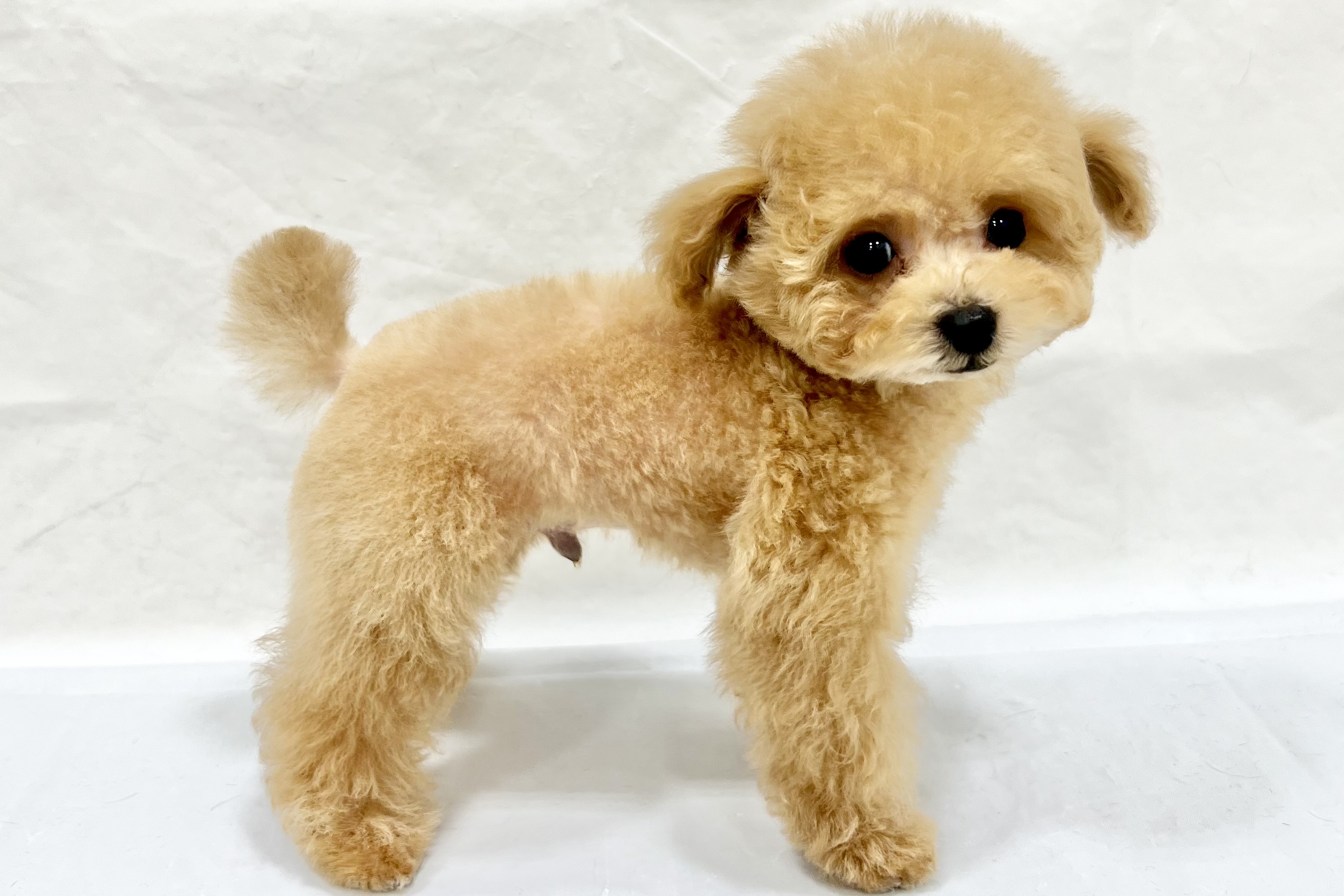 愛知県のトイプードル(トイ) (リソラ大府店/2025年12月8日生まれ/男の子/オレンジフォーン)の子猫の4枚目の画像