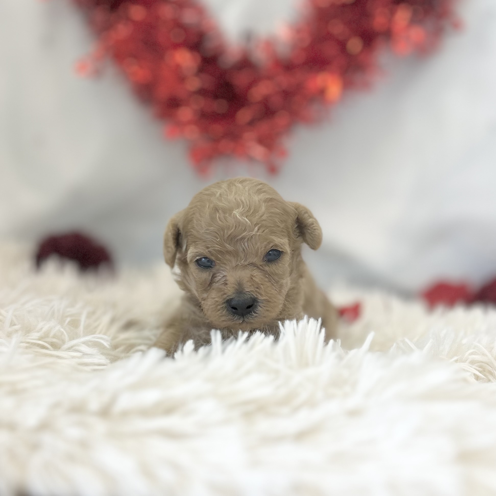 2026年1月20日生まれのトイプードル(トイ)