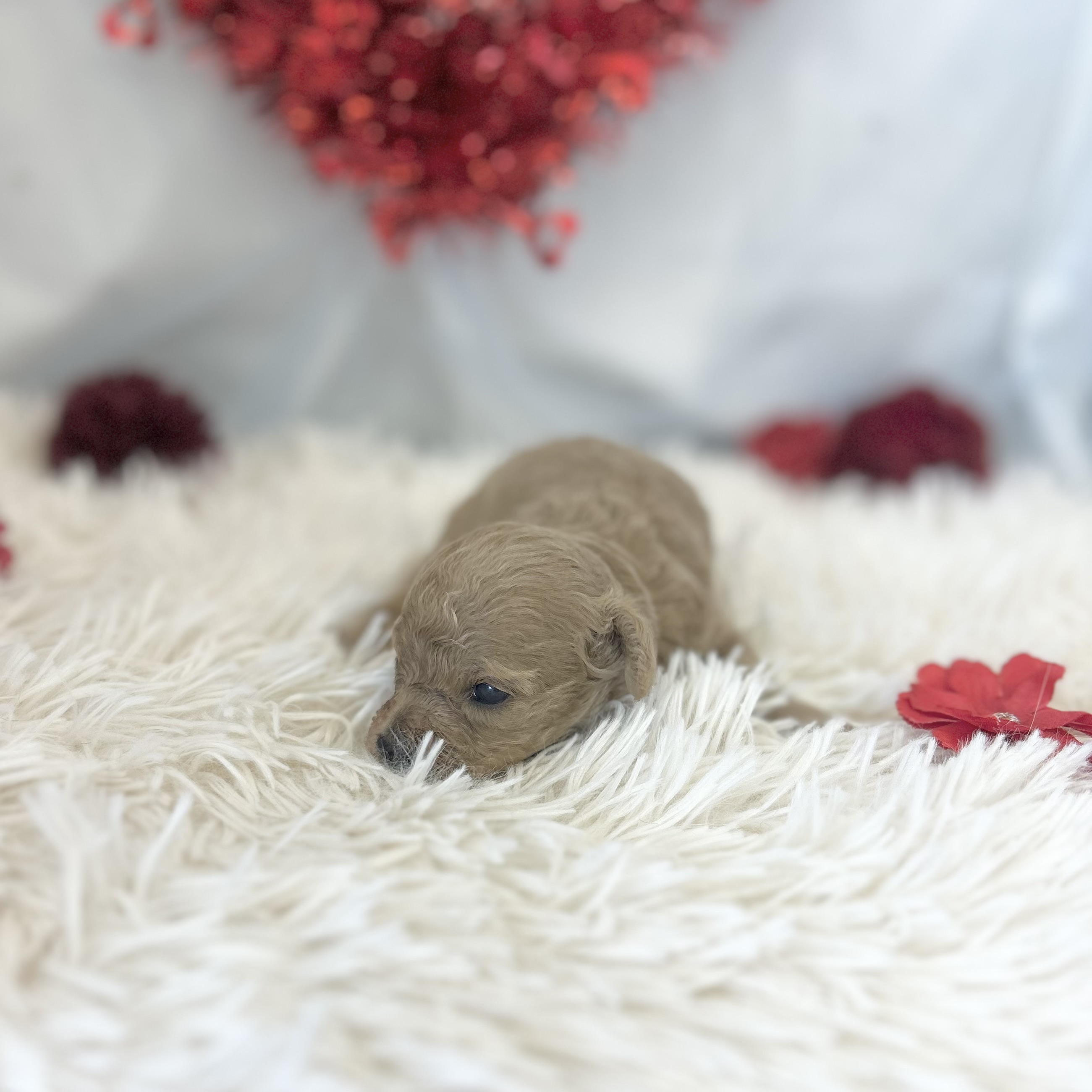 愛知県のトイプードル(トイ) (ファミリーペット豊明店/2026年1月20日生まれ/女の子/アプリコット)の子猫の2枚目の画像