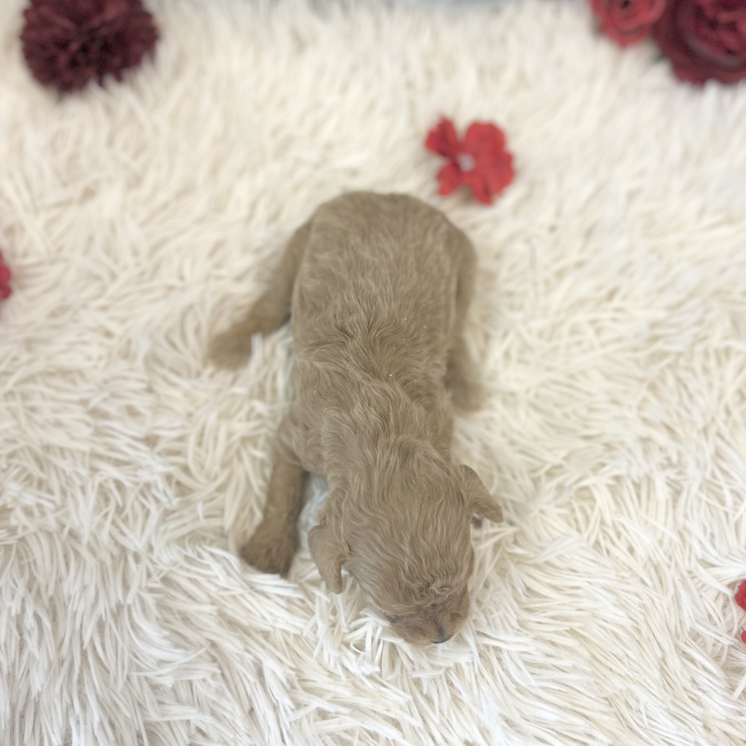 愛知県のトイプードル(トイ) (ファミリーペット豊明店/2026年1月20日生まれ/女の子/アプリコット)の子猫の3枚目の画像