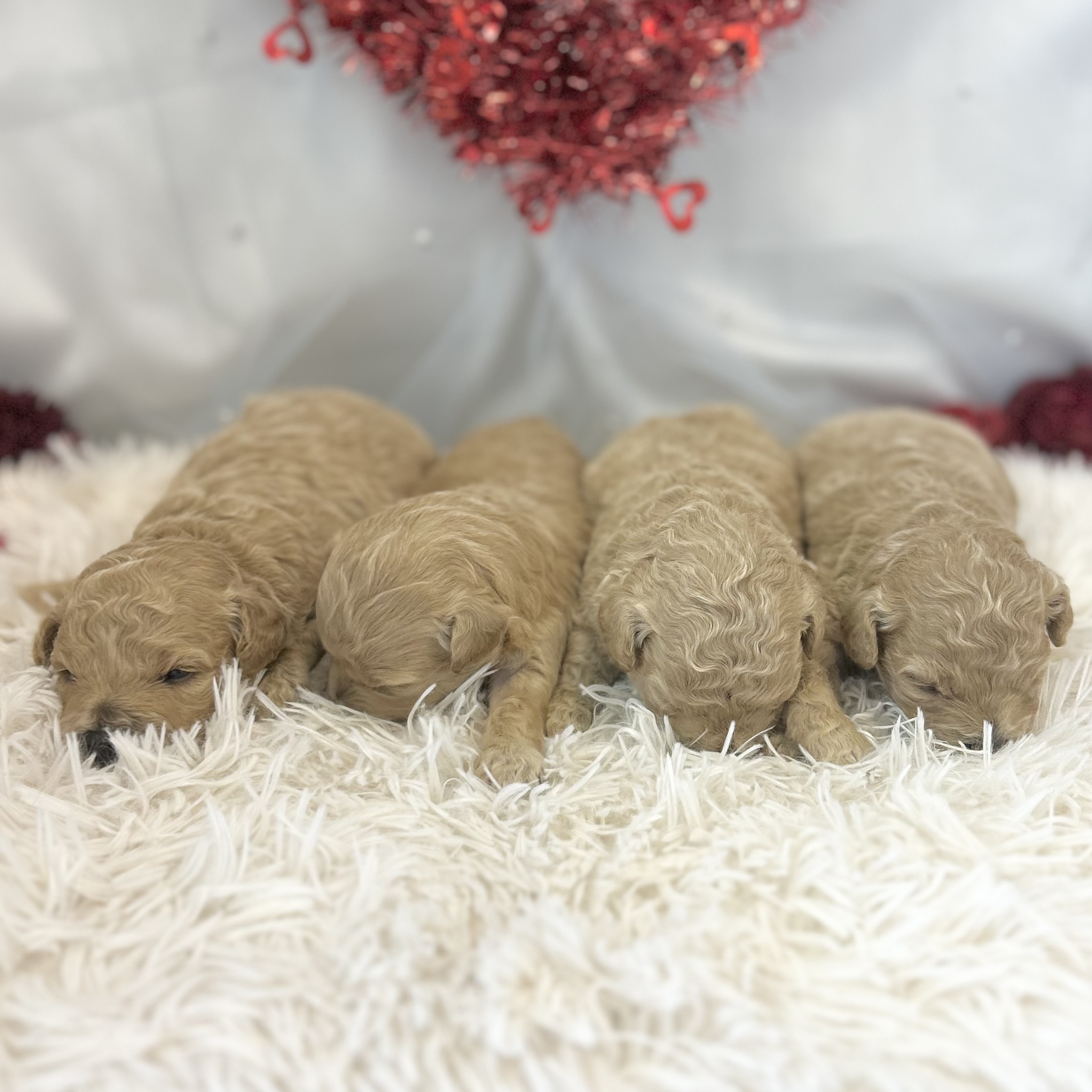 愛知県のハーフ犬・ミックス犬 (ファミリーペット豊明店/2026年1月23日生まれ/女の子/クリーム)の子猫の2枚目の画像